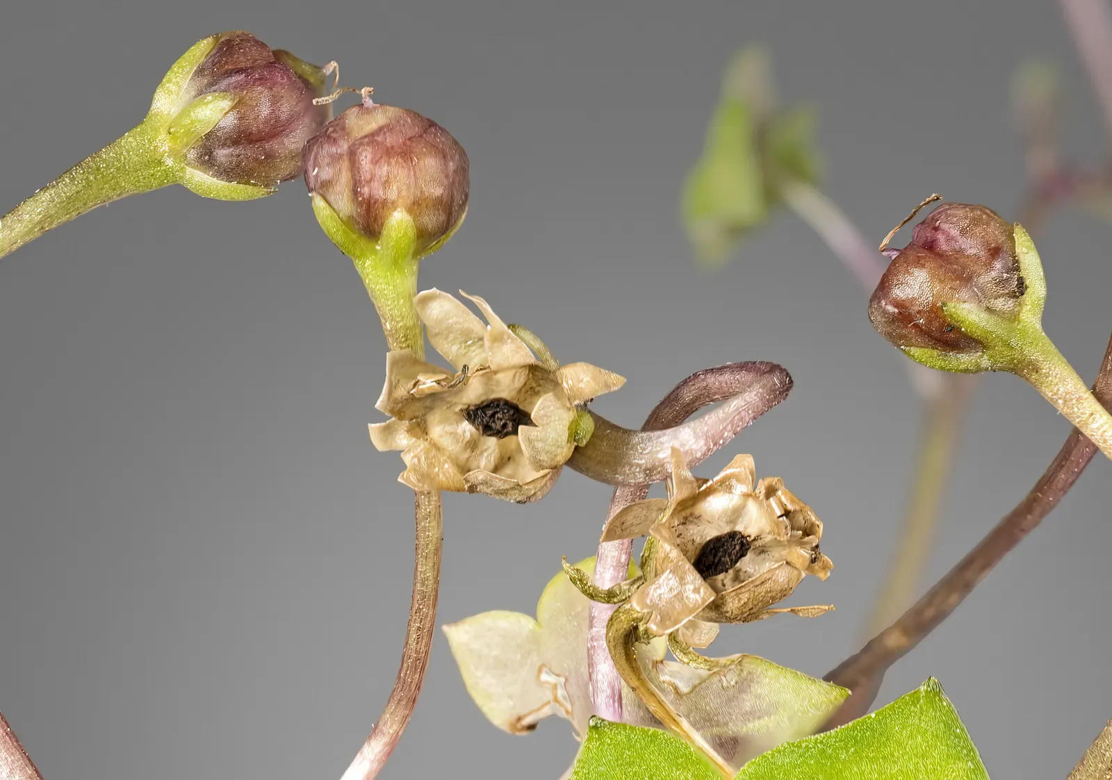 Kenilworth Ivy (Cymbalaria Muralis) — or planting in rock gardens; particularly in drier climates or seasons, image 100