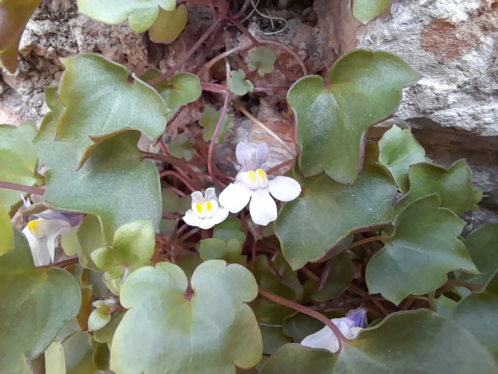 Kenilworth Ivy (Cymbalaria Muralis) — perennial with lavender and multi-colored and white blooms; cymbalaria muralis is an excellent choice for cascading over