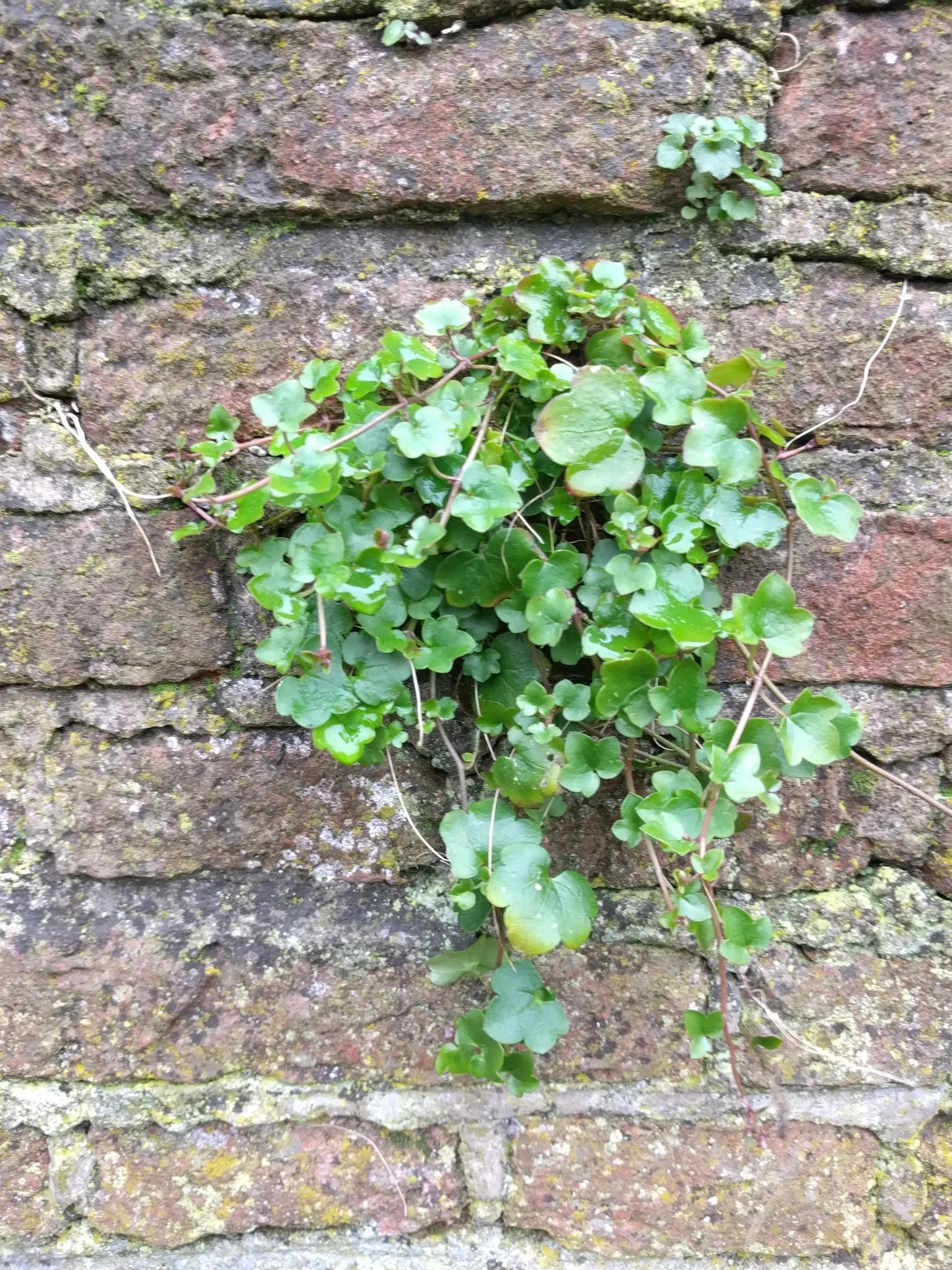 Kenilworth Ivy (Cymbalaria Muralis) — perennial with lavender and multi-colored and white blooms; cymbalaria muralis is an excellent choice for, image 134