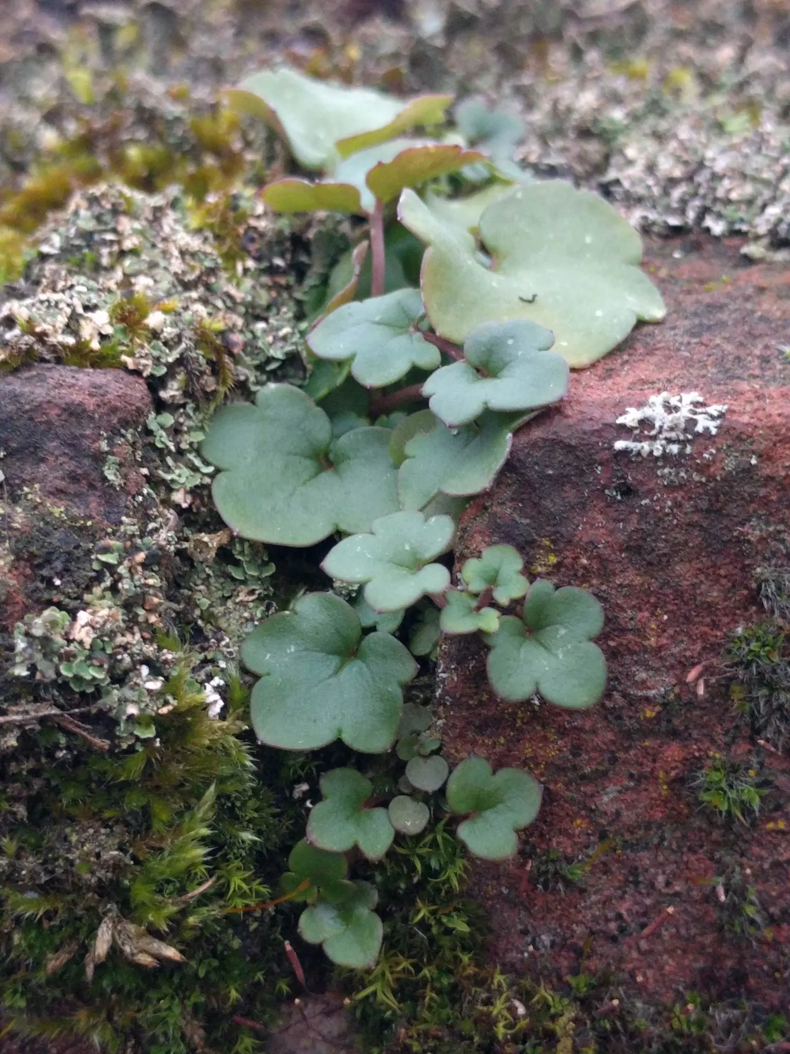 Kenilworth Ivy (Cymbalaria Muralis) — It thrives in USDA zones 4 through 8, favoring partially shady to full shade conditions
