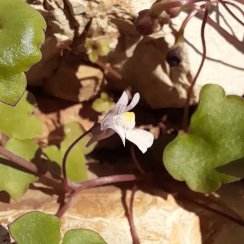 Kenilworth Ivy (Cymbalaria Muralis) — lavender and multi-colored and white flowers in the garden