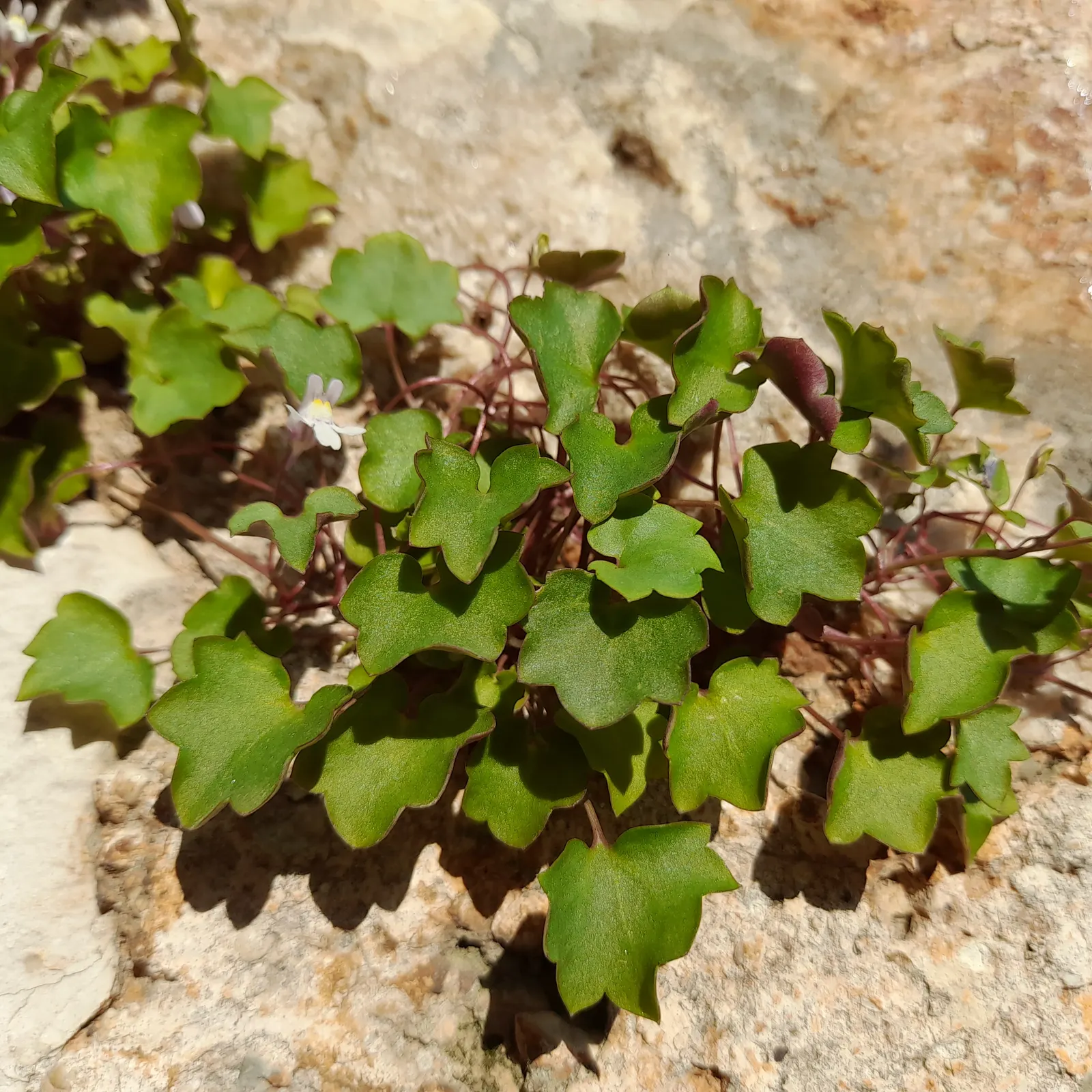 Kenilworth Ivy (Cymbalaria Muralis) — perennial with lavender and multi-colored and white blooms