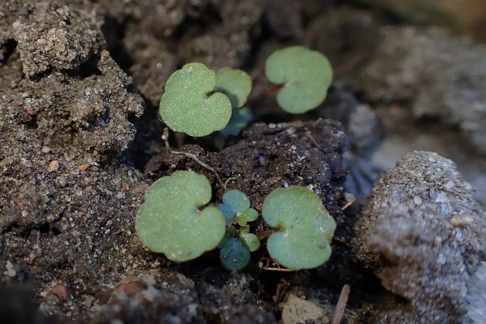 Kenilworth Ivy (Cymbalaria Muralis) — perennial for deep shade or shade; clients will appreciate its unassuming beauty and the touch of whimsy it, image 108