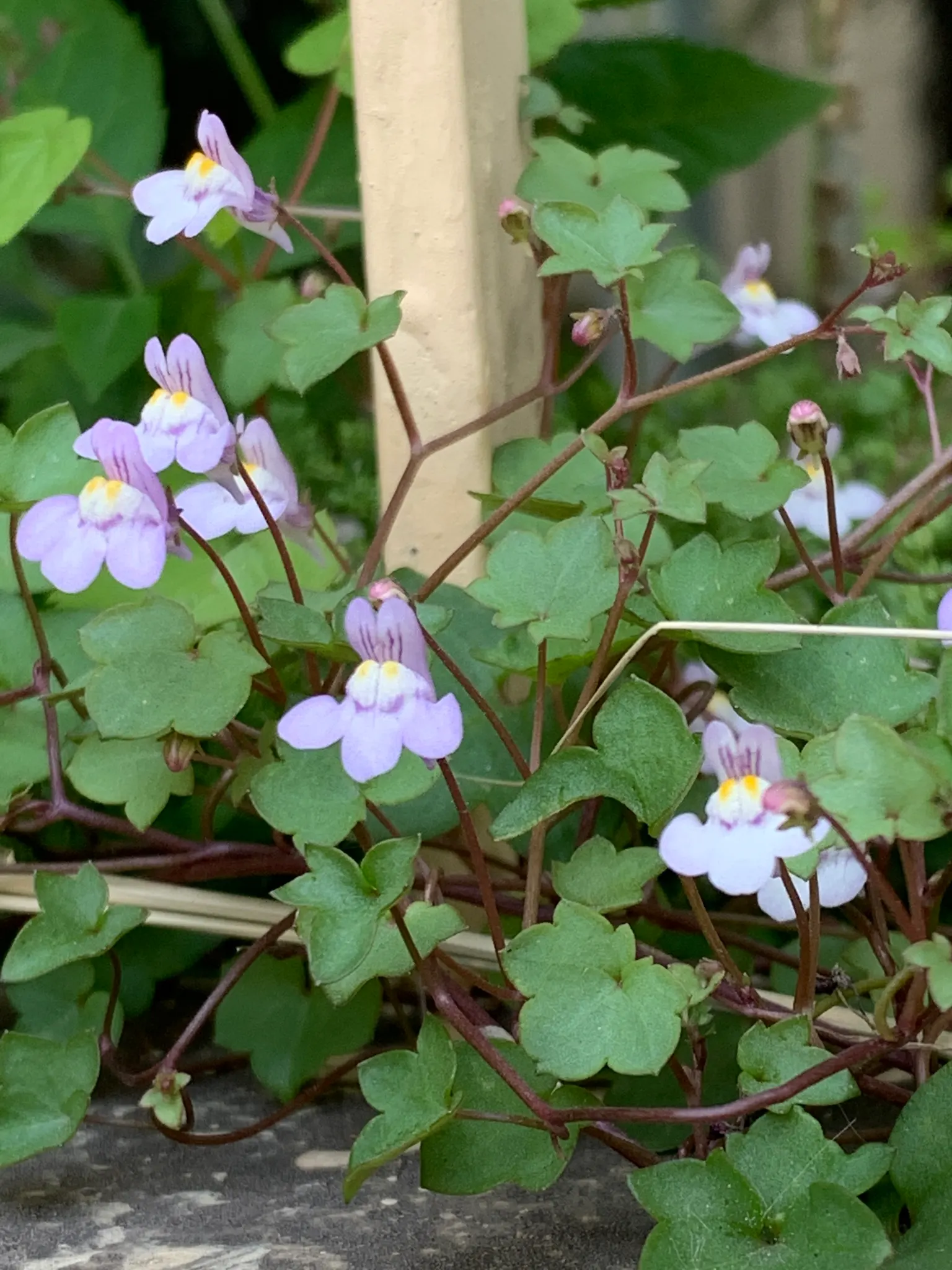 Kenilworth Ivy (Cymbalaria Muralis) — Its prolific self-seeding nature makes it excellent for covering ground or spilling over walls; lavender and