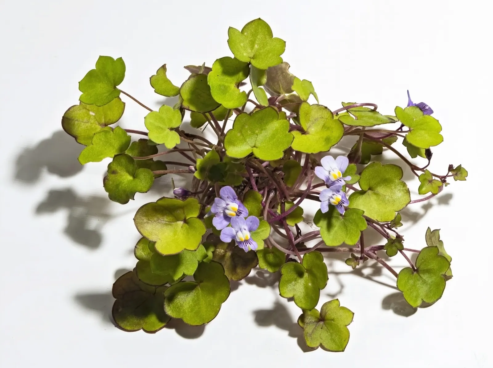 Kenilworth Ivy (Cymbalaria Muralis) — scalloped leaves measuring just 1 to 3 inches across; each flower spans approximately 0.5 inches in, image 91