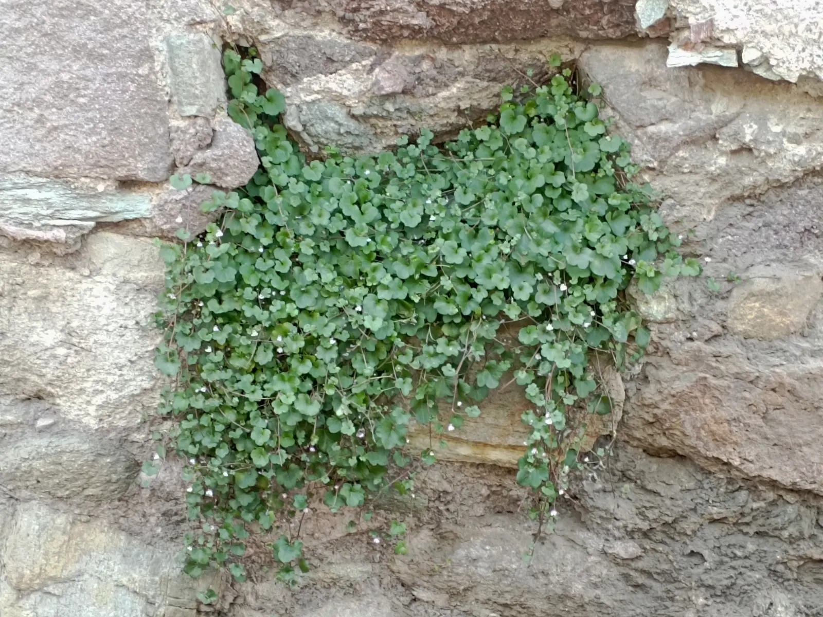 Kenilworth Ivy (Cymbalaria Muralis) — It requires moderate watering; this vining plant is famed for its petite, image 102