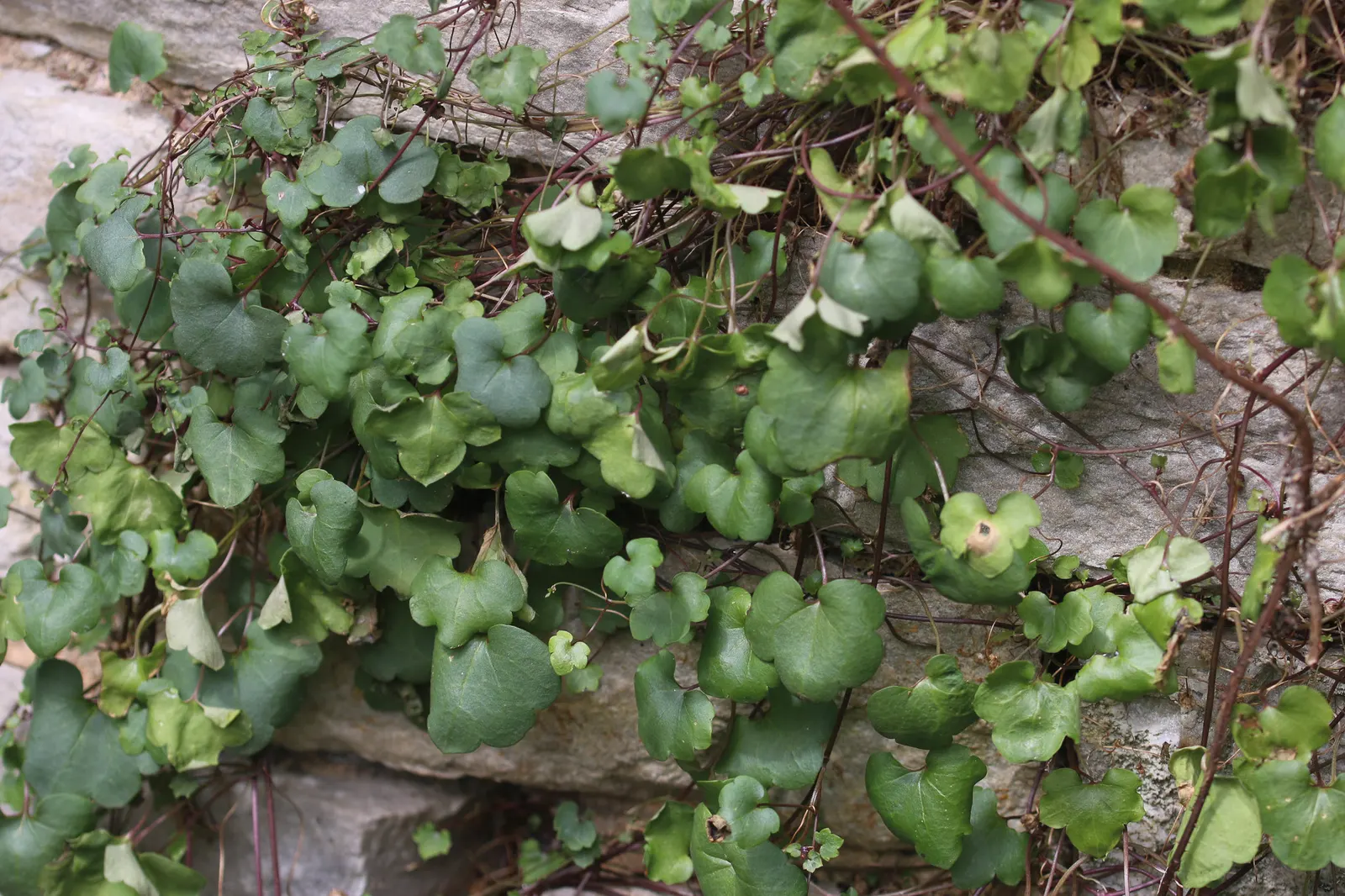 Kenilworth Ivy (Cymbalaria Muralis) — It thrives in USDA zones 4 through 8, favoring partially shady to full shade conditions; it requires moderate, image 69