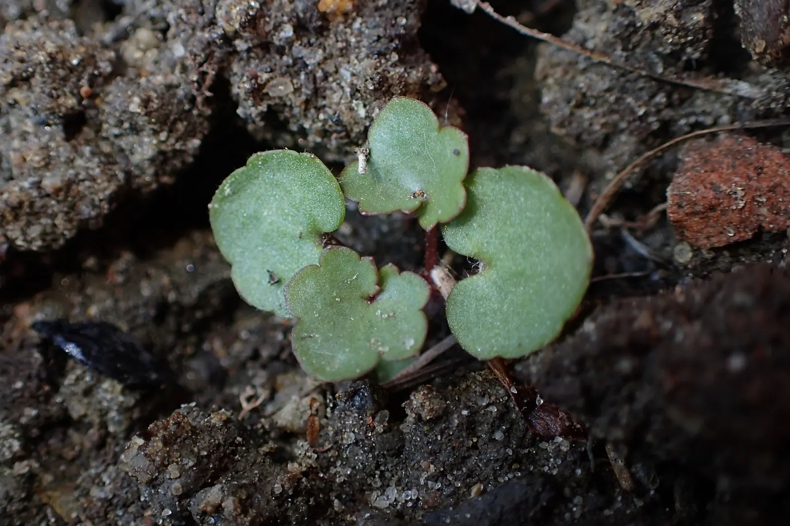 Kenilworth Ivy (Cymbalaria Muralis) — During the growing season; this ivy can bring an enchanting fairy-tale ambiance and is relatively low, image 119