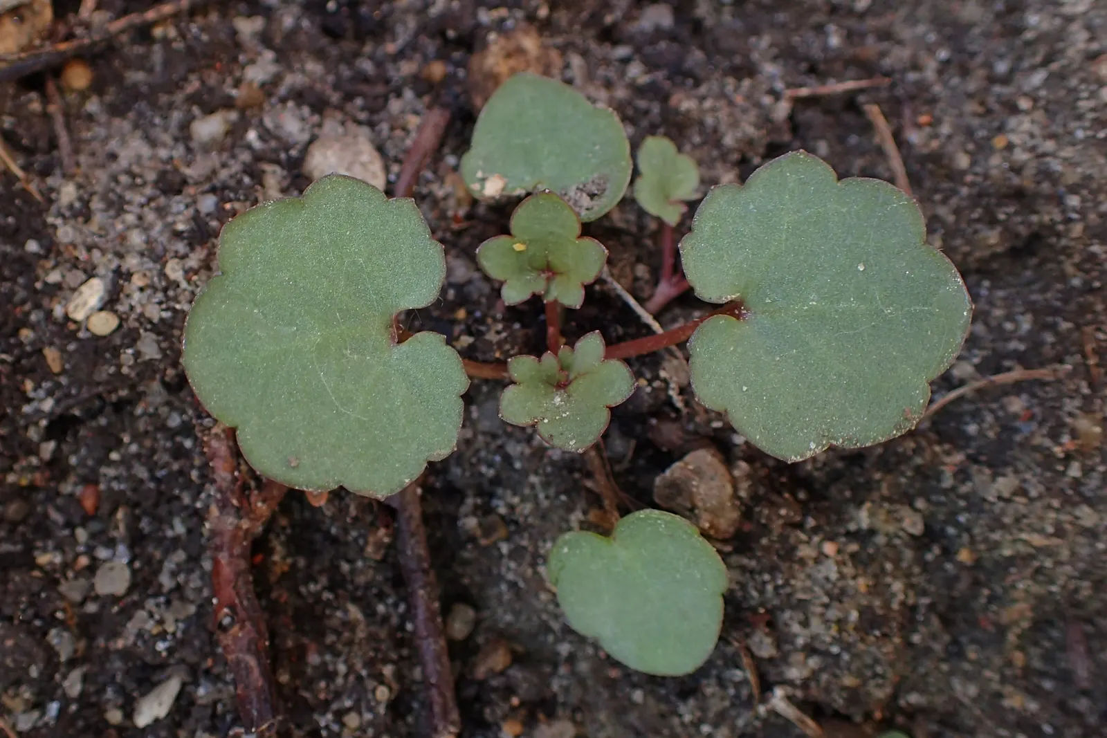 Kenilworth Ivy (Cymbalaria Muralis) — and benefits from occasional trimming to manage its spread, image 77