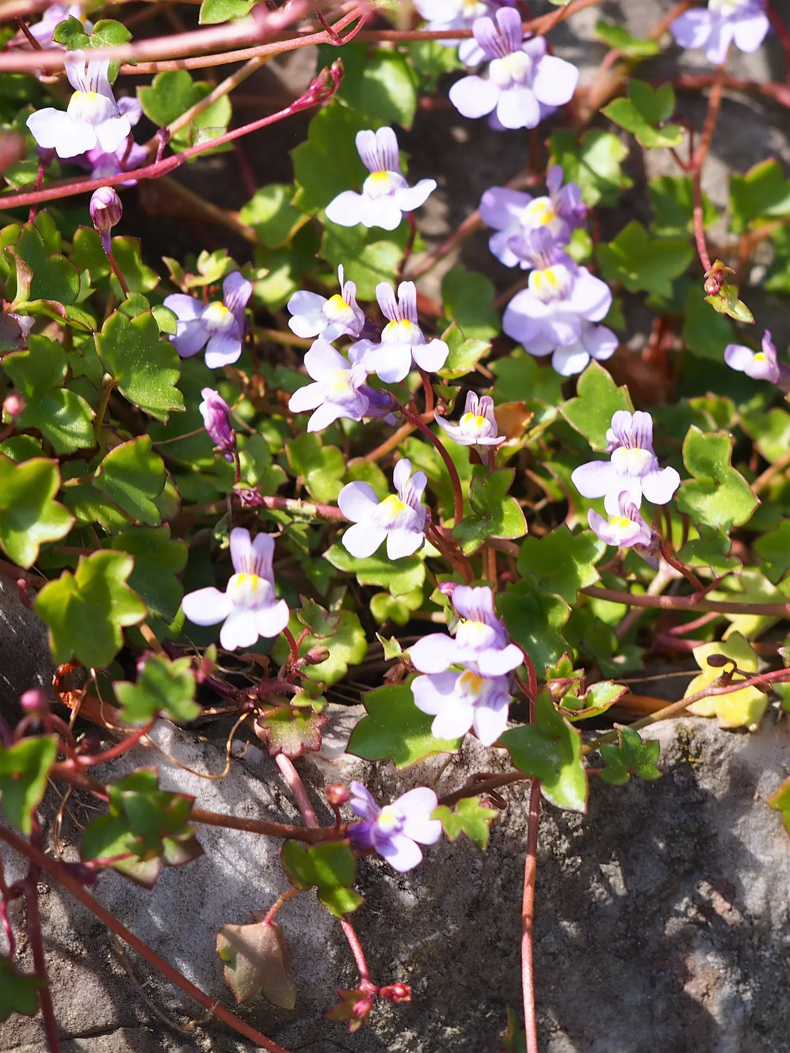 Kenilworth Ivy (Cymbalaria Muralis) — this ivy can bring an enchanting fairy-tale ambiance and is relatively low maintenance; this ivy features, image 74