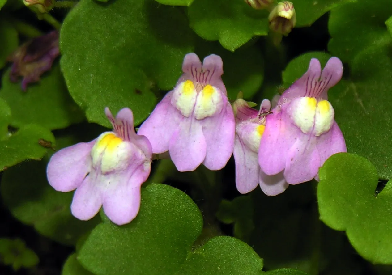 Kenilworth Ivy (Cymbalaria Muralis) — Cymbalaria muralis is an excellent choice for cascading over walls; native to Europe and the Mediterranean, image 125
