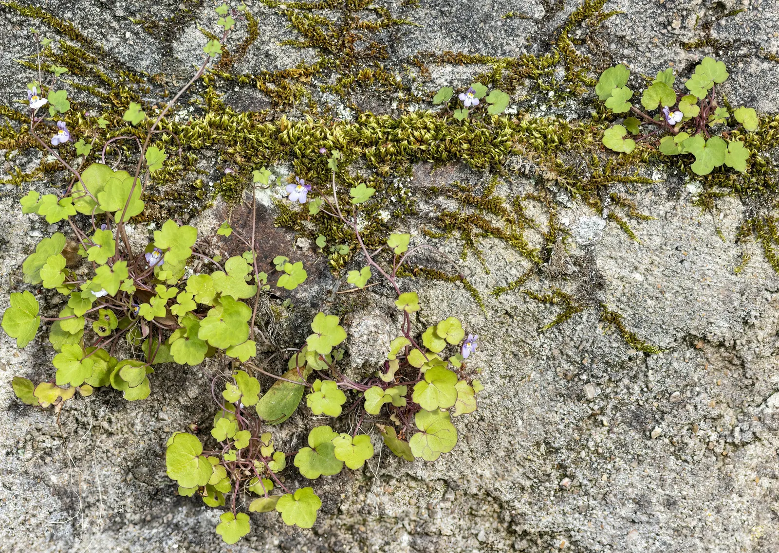 Kenilworth Ivy (Cymbalaria Muralis) — and benefits from occasional trimming to manage its spread