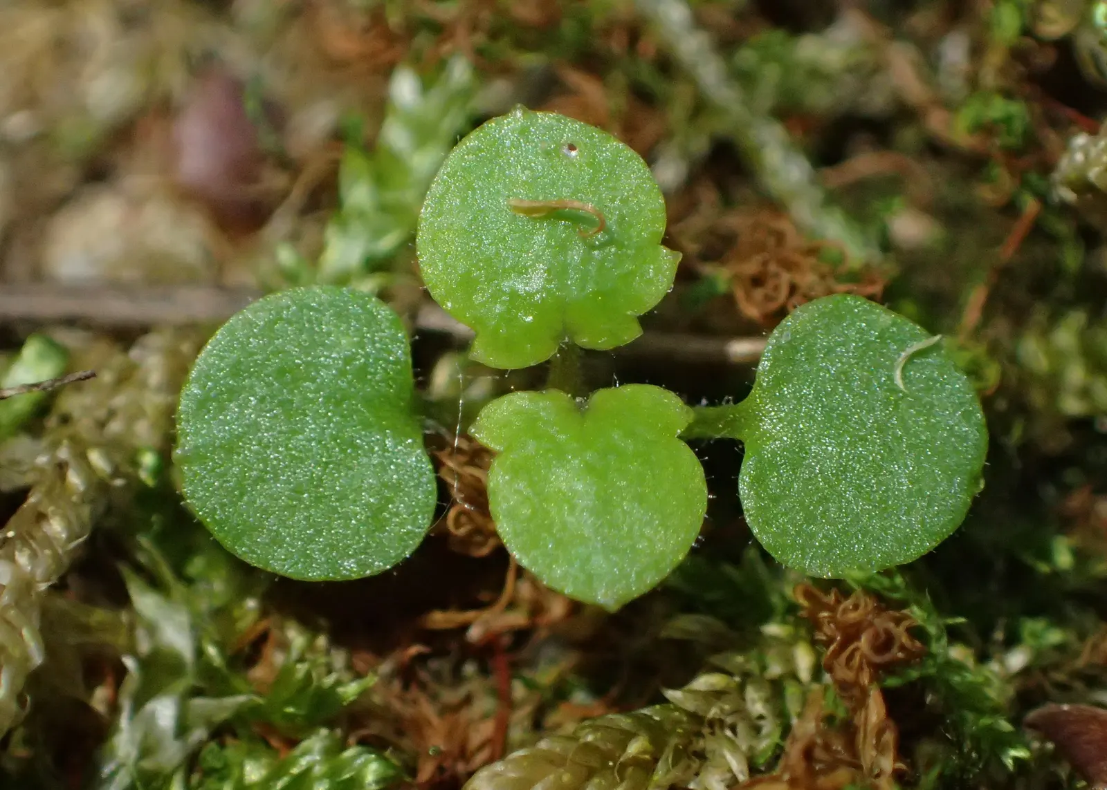 Kenilworth Ivy (Cymbalaria Muralis) — particularly in drier climates or seasons; it prefers well-draining soil rich in organic matter.<br><br>Due, image 130