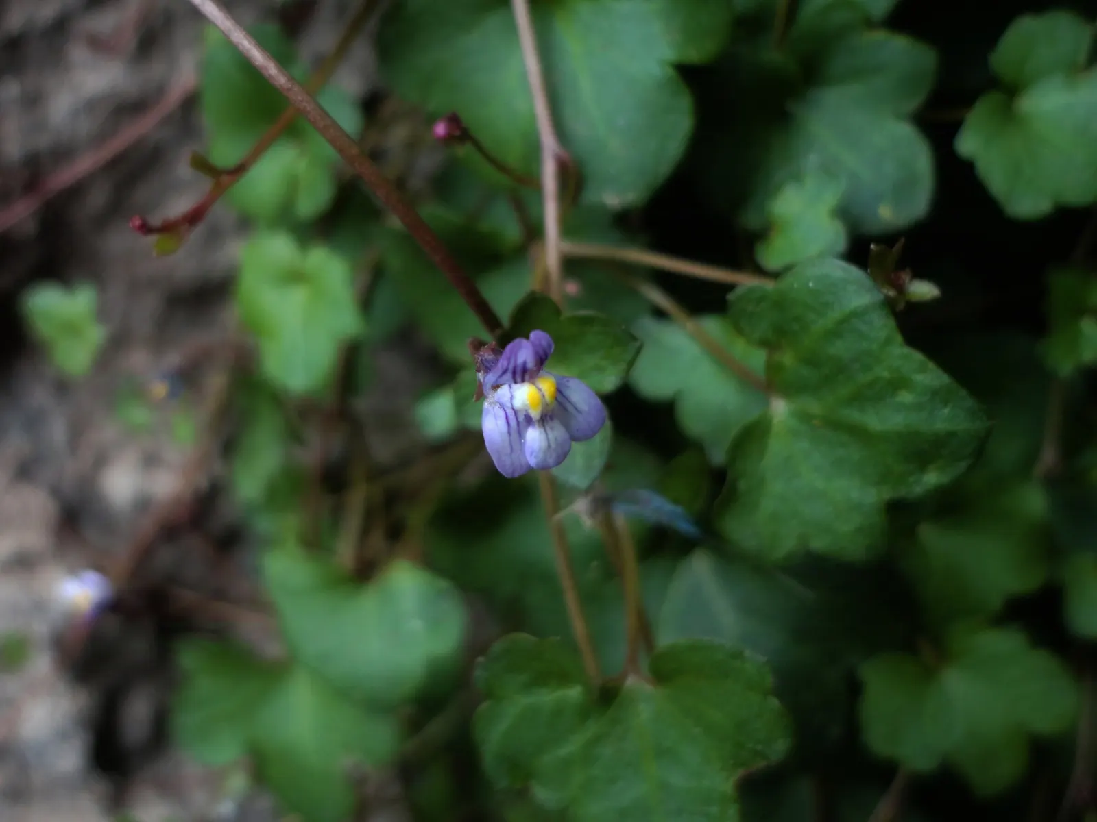 Kenilworth Ivy (Cymbalaria Muralis) — snapdragon-like flowers; the blooms are a subtle shade of lilac with intricate yellow and purple markings, image 66