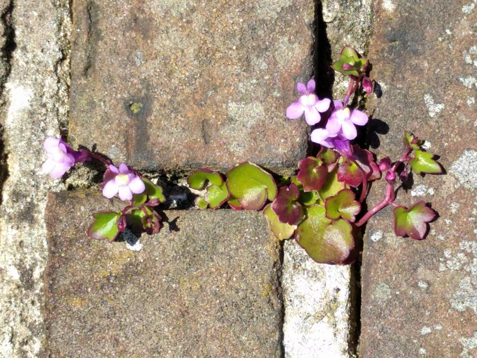Kenilworth Ivy (Cymbalaria Muralis) — It requires moderate watering; this vining plant is famed for its petite, image 75