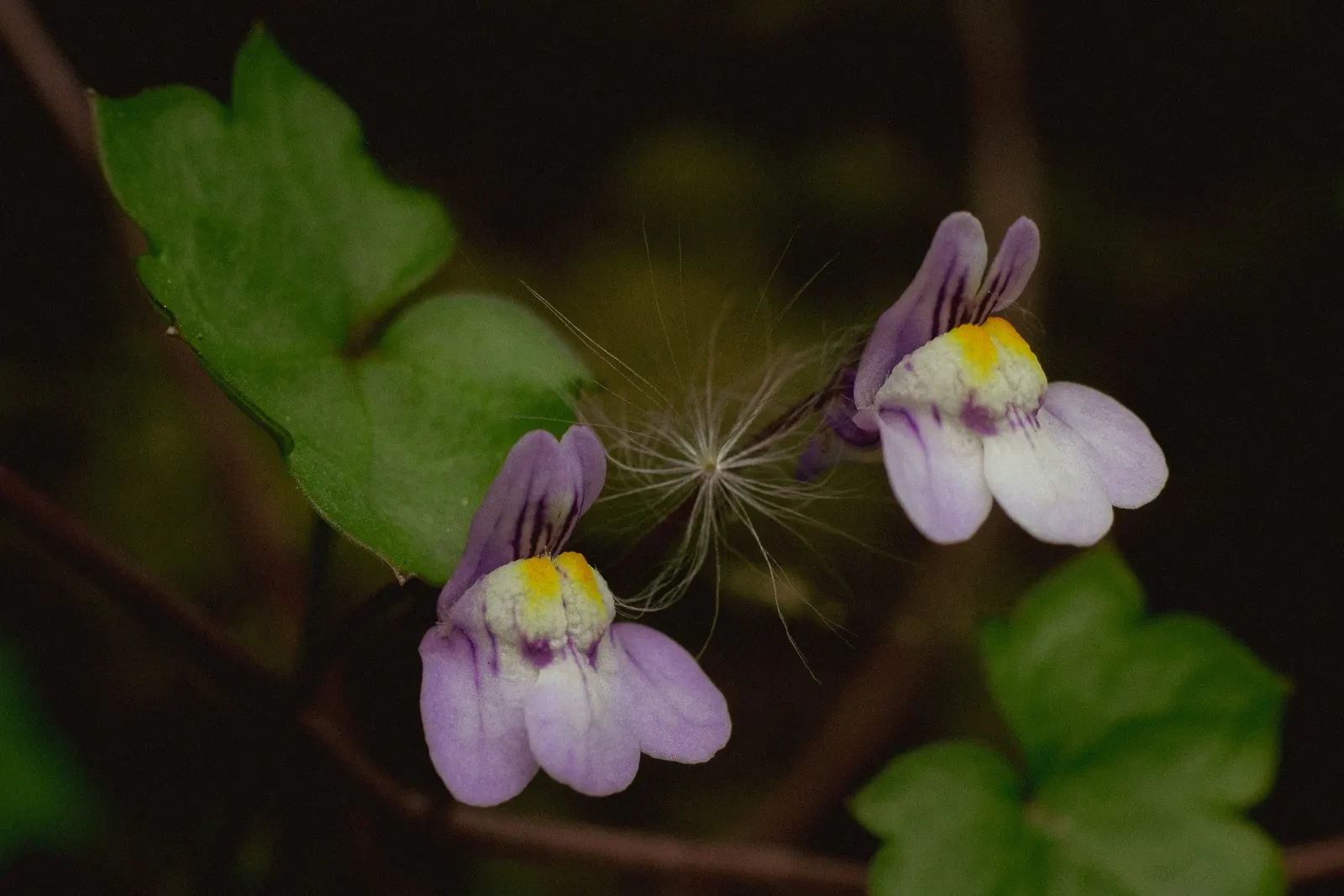Kenilworth Ivy (Cymbalaria Muralis) — this vining plant is famed for its petite; scientifically known as Cymbalaria muralis, image 90