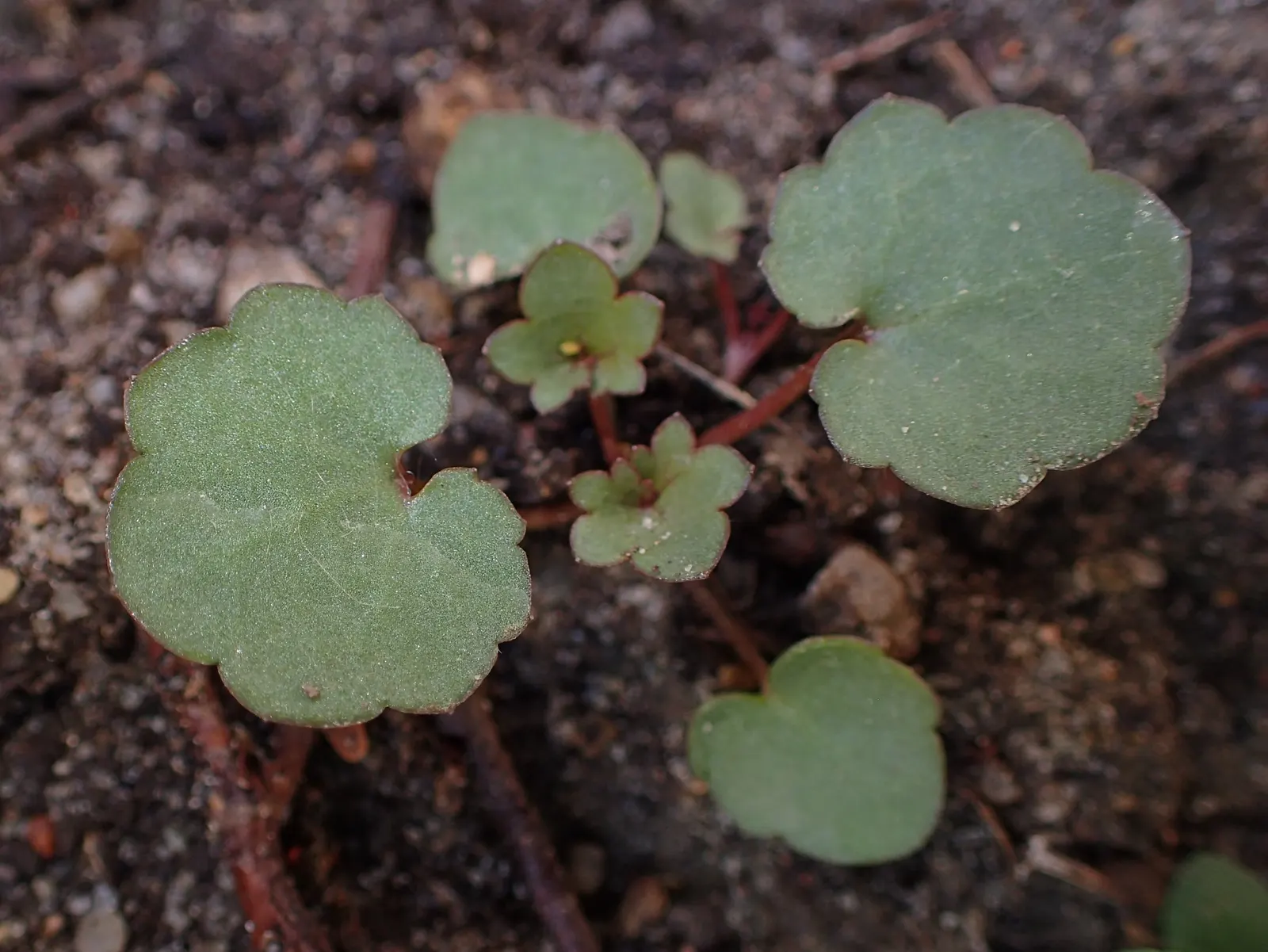 Kenilworth Ivy (Cymbalaria Muralis) — scientifically known as Cymbalaria muralis; snapdragon-like flowers; the blooms are a subtle shade of lilac, image 60