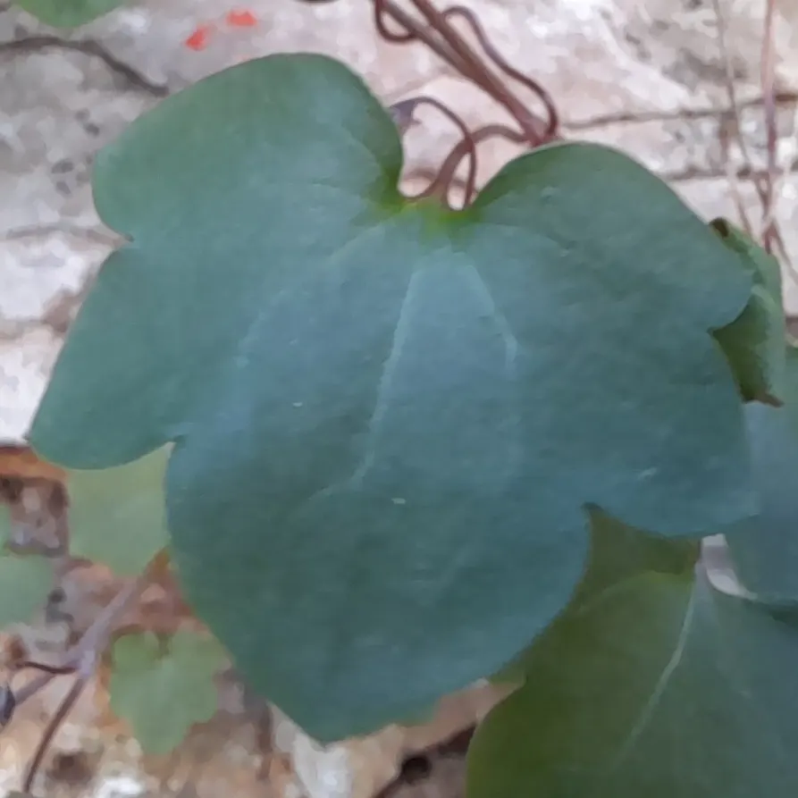 Kenilworth Ivy (Cymbalaria Muralis) — perennial for deep shade or shade; clients will appreciate its unassuming beauty and the touch of whimsy it, image 81