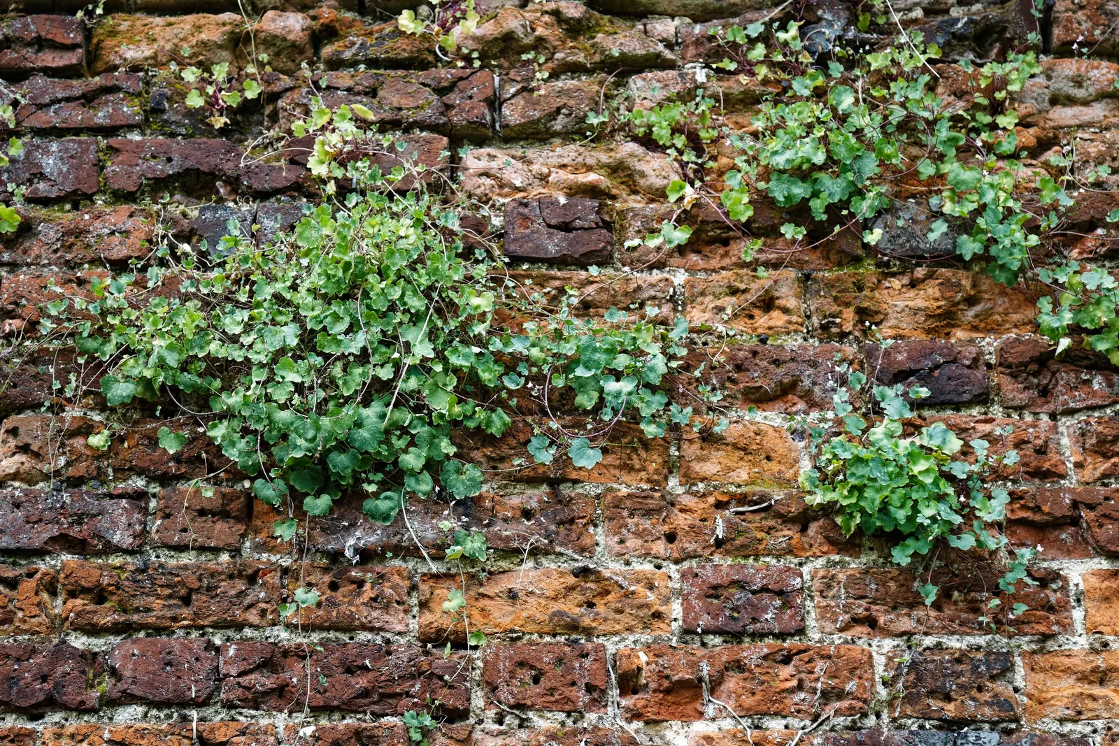 Kenilworth Ivy (Cymbalaria Muralis) — Its prolific self-seeding nature makes it excellent for covering ground or spilling over walls; lavender and, image 112