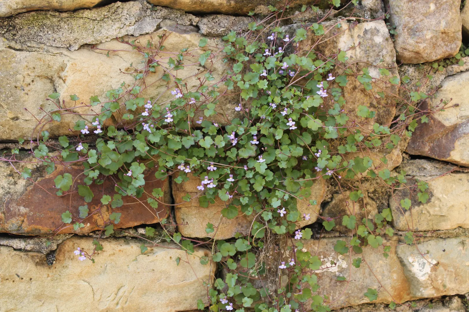 Kenilworth Ivy (Cymbalaria Muralis) — snapdragon-like flowers; the blooms are a subtle shade of lilac with intricate yellow and purple markings; perennial for