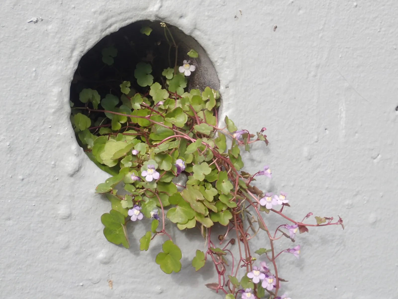 Kenilworth Ivy (Cymbalaria Muralis) — Clients will appreciate its unassuming beauty and the touch of whimsy it adds to their garden tapestry, image 132