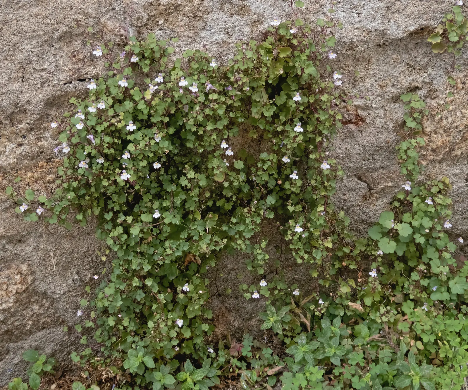 Kenilworth Ivy (Cymbalaria Muralis) — scientifically known as Cymbalaria muralis; snapdragon-like flowers; the blooms are a subtle shade of lilac, image 114