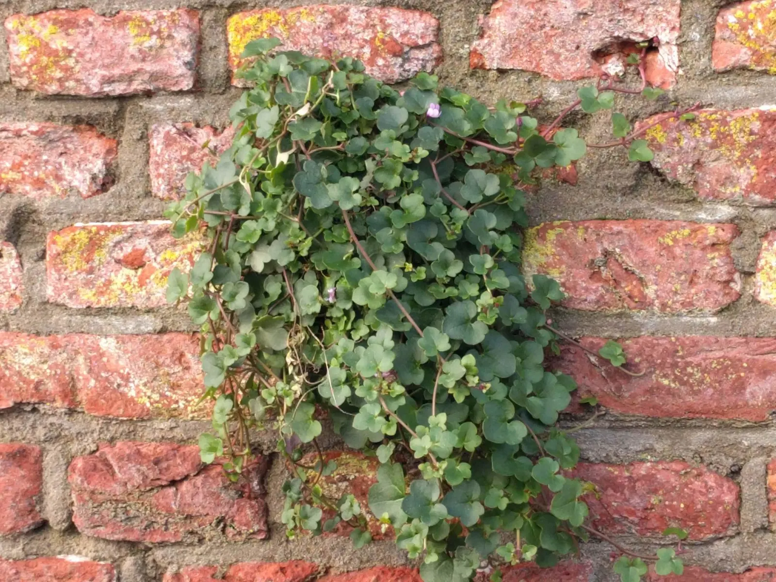 Kenilworth Ivy (Cymbalaria Muralis) — Its prolific self-seeding nature makes it excellent for covering ground or spilling over walls; lavender and, image 85