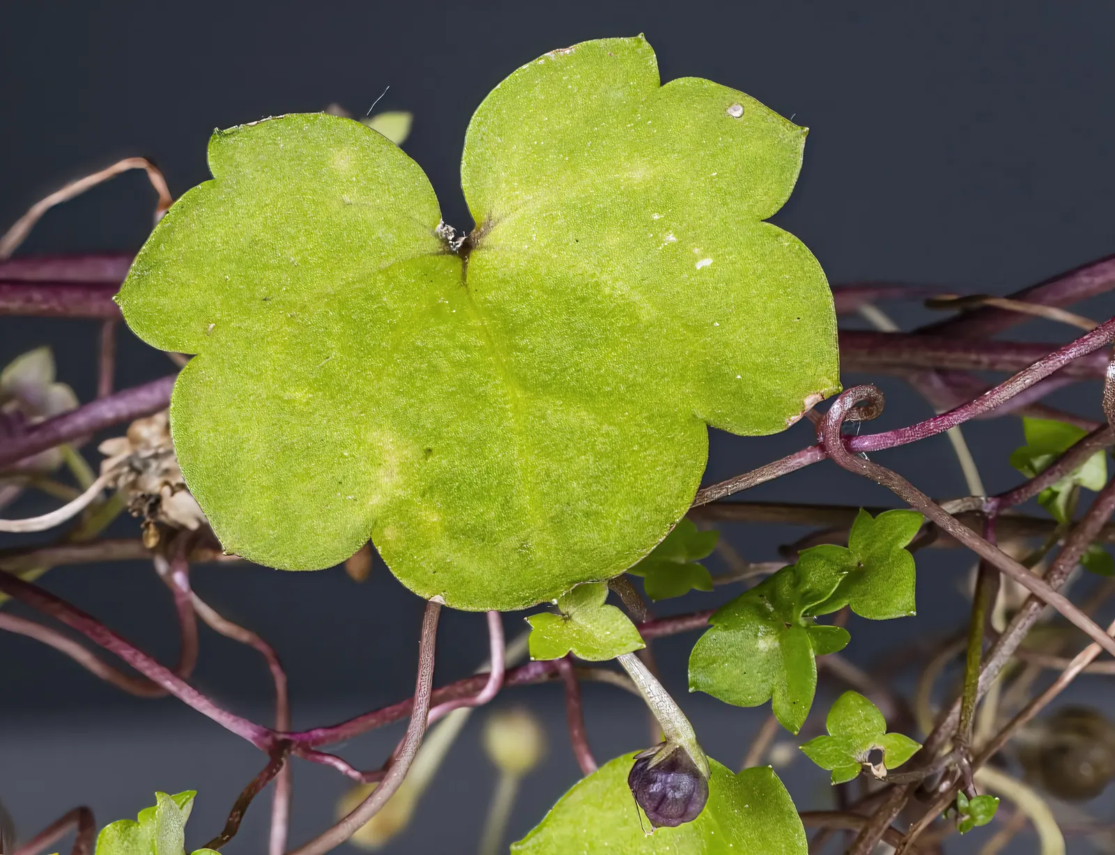 Kenilworth Ivy (Cymbalaria Muralis) — snapdragon-like flowers; the blooms are a subtle shade of lilac with intricate yellow and purple markings, image 93