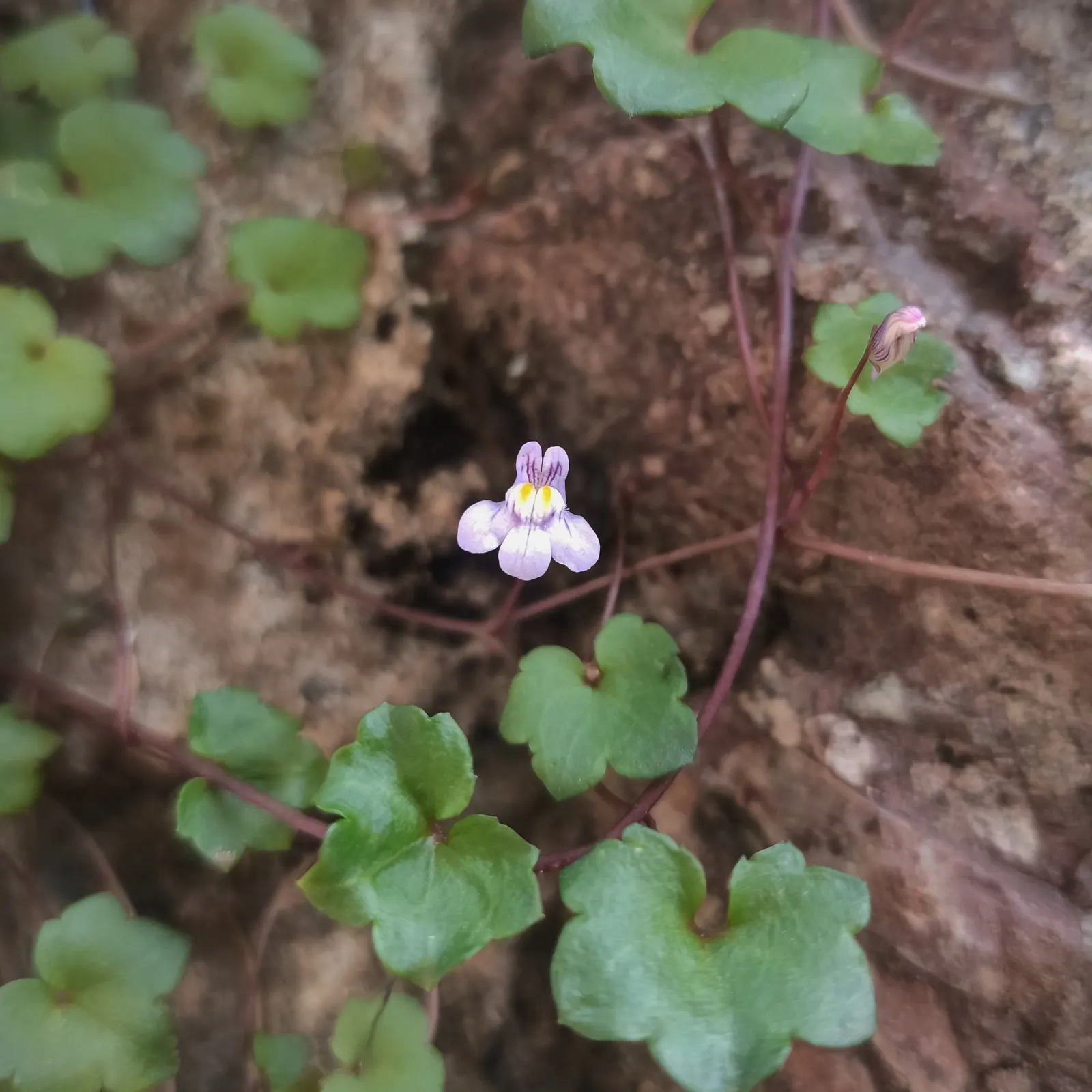 Kenilworth Ivy (Cymbalaria Muralis) — this vining plant is famed for its petite; scientifically known as Cymbalaria muralis, image 117