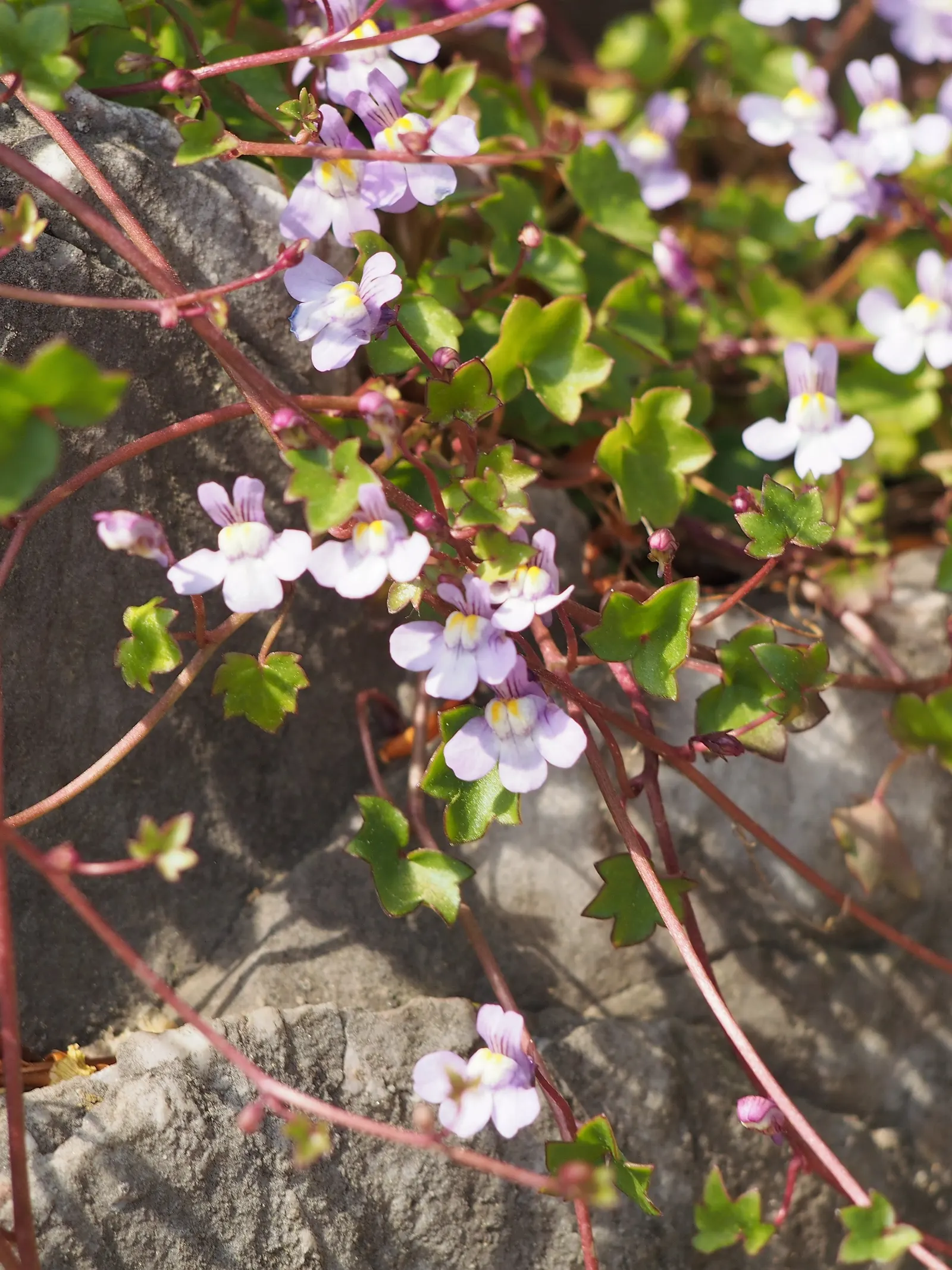 Kenilworth Ivy (Cymbalaria Muralis) — Clients will appreciate its unassuming beauty and the touch of whimsy it adds to their garden tapestry; reaching only 2-3
