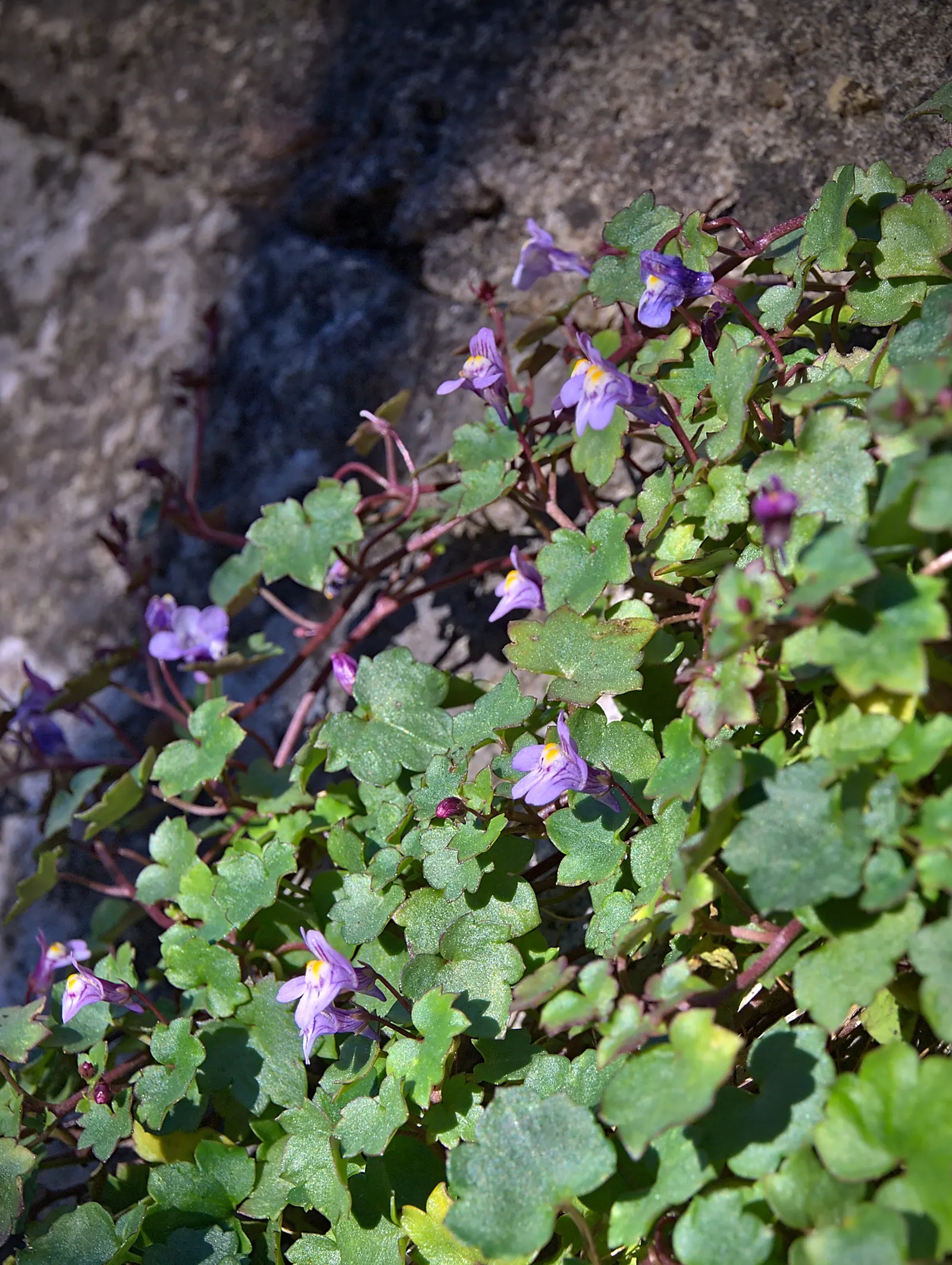 Kenilworth Ivy (Cymbalaria Muralis) — Clients will appreciate its unassuming beauty and the touch of whimsy it adds to their garden tapestry