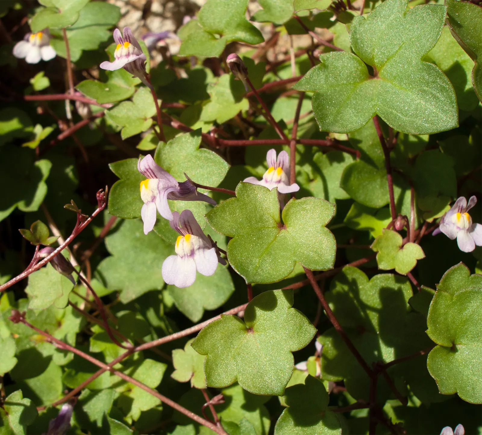 Kenilworth Ivy (Cymbalaria Muralis) — Native to Europe and the Mediterranean