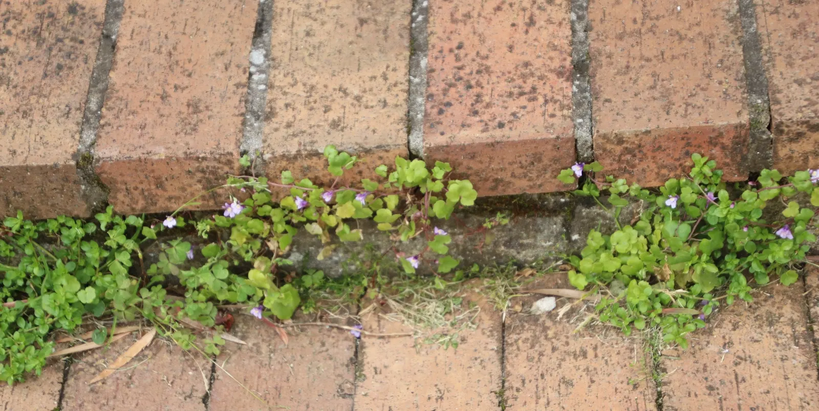 Kenilworth Ivy (Cymbalaria Muralis) — Its prolific self-seeding nature makes it excellent for covering ground or spilling over walls; lavender and, image 139