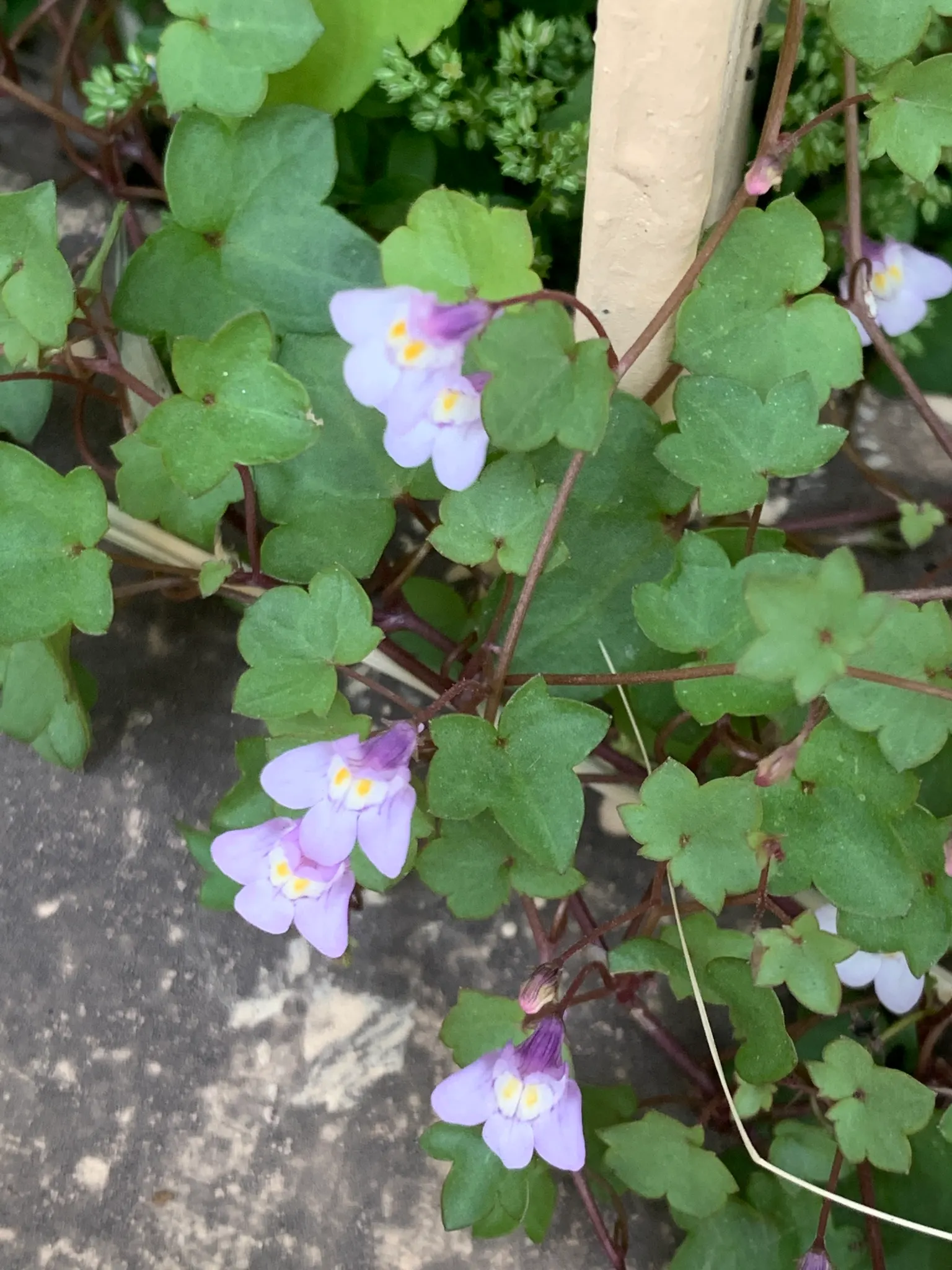 Kenilworth Ivy (Cymbalaria Muralis) — Kenilworth Ivy (Cymbalaria muralis) is a charming, trailing perennial ideal for shade gardens