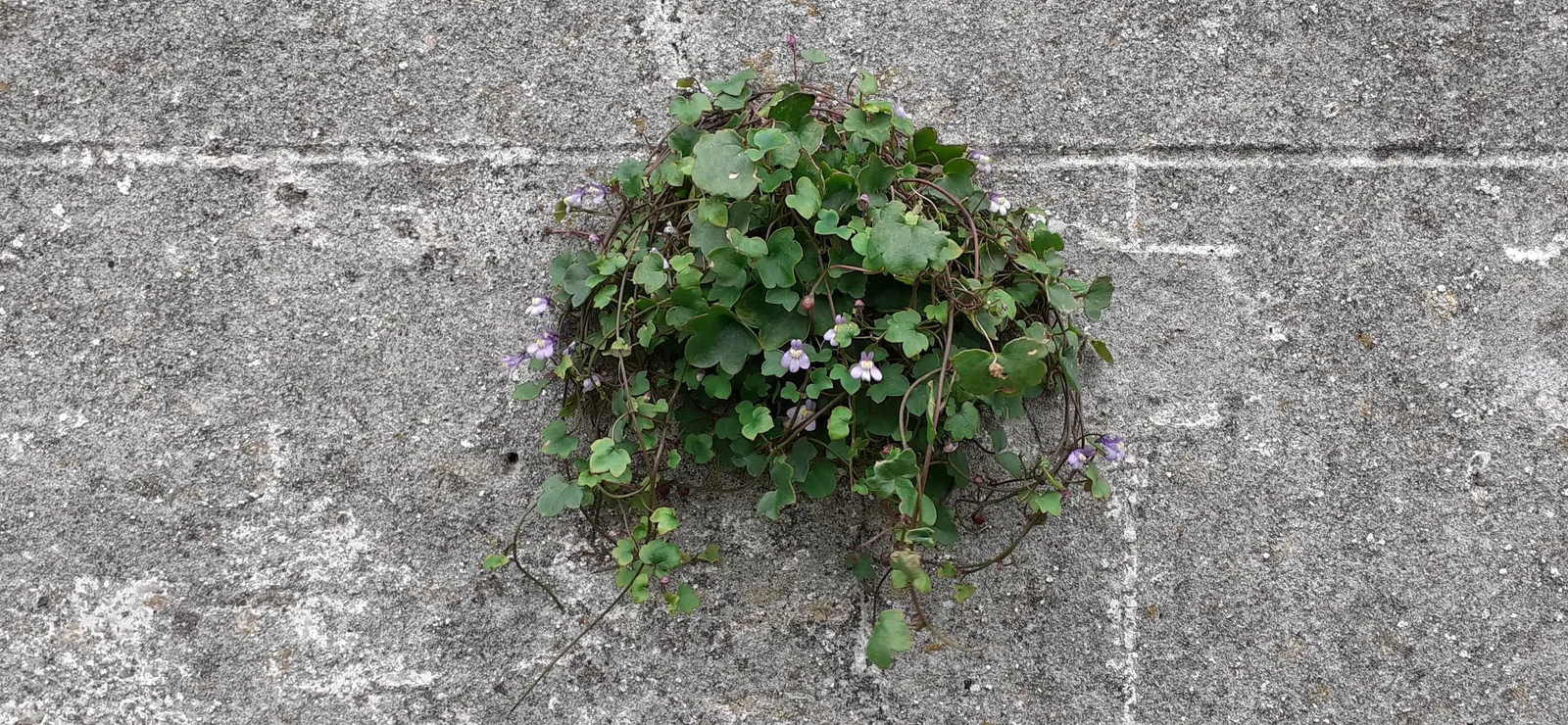 Kenilworth Ivy (Cymbalaria Muralis) — this ivy can bring an enchanting fairy-tale ambiance and is relatively low maintenance; this ivy features, image 128