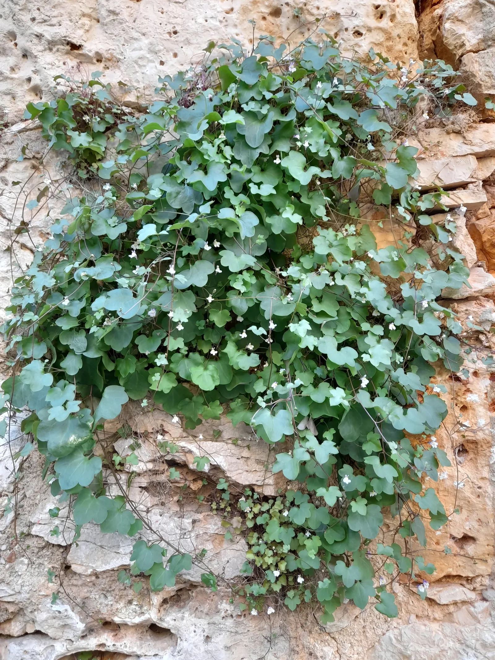 Kenilworth Ivy (Cymbalaria Muralis) — is a charming perennial ideal for softening hard landscapes; or planting in rock gardens, image 115