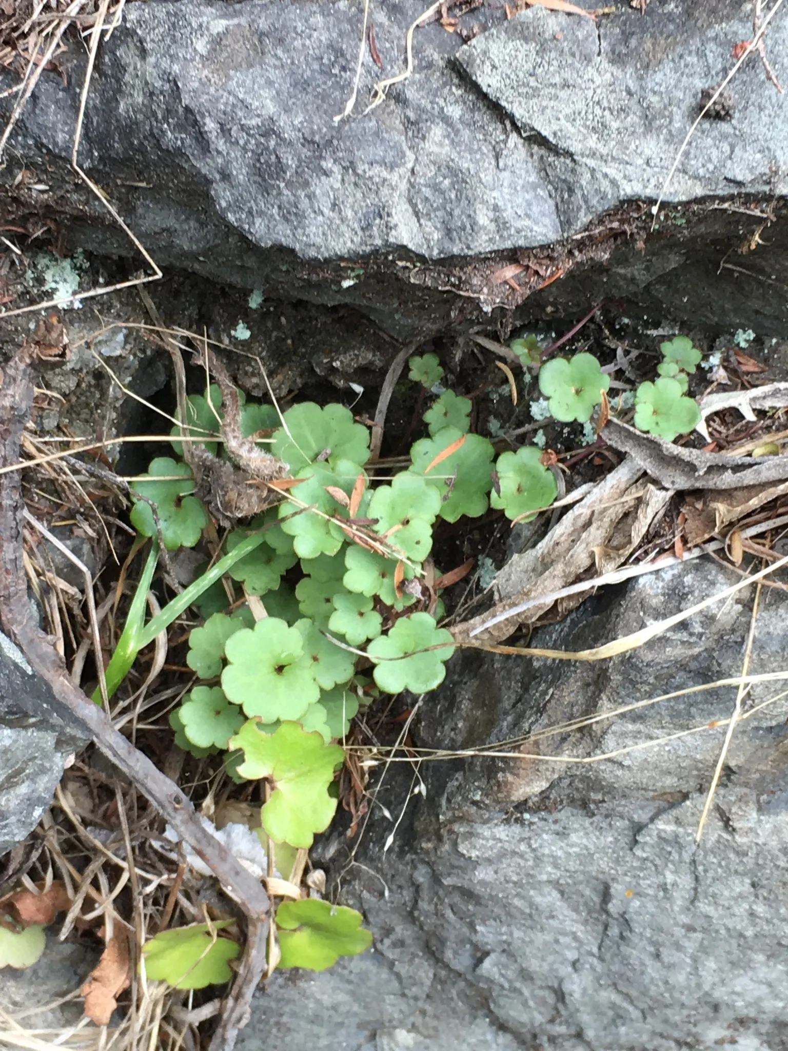 Kenilworth Ivy (Cymbalaria Muralis) — This ivy features delicate, scalloped leaves and small, lilac blooms with yellow throats; during the growing season
