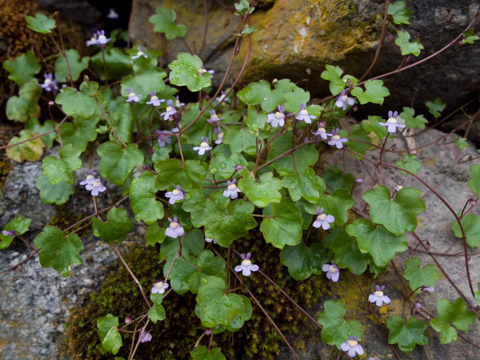 Kenilworth Ivy (Cymbalaria Muralis) — fairy-tale-like ground cover with minimal maintenance, image 32