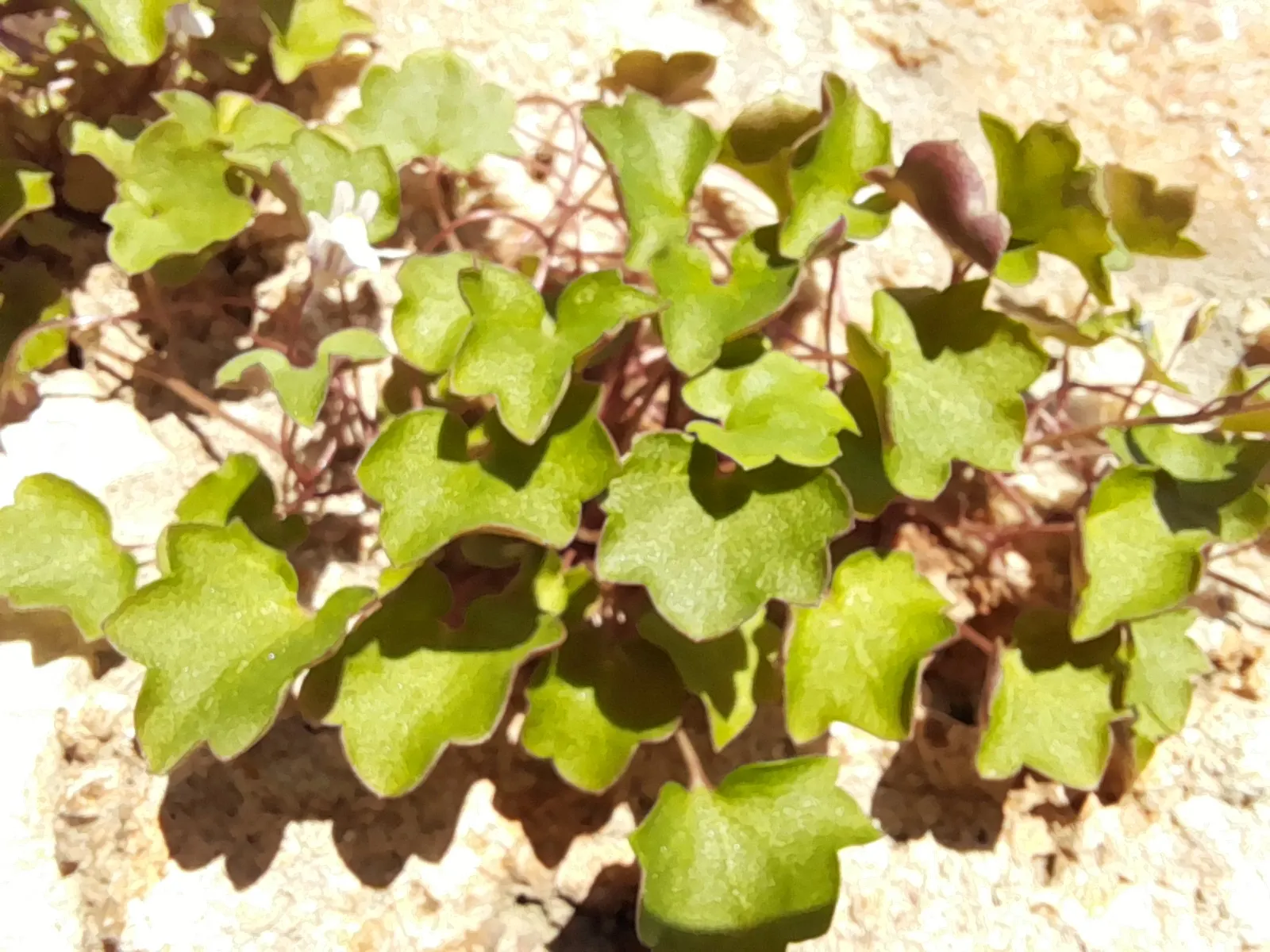 Kenilworth Ivy (Cymbalaria Muralis) — Native to Europe and the Mediterranean; perennial with lavender and multi-colored and white blooms, image 62