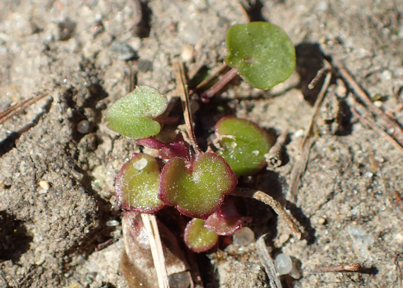 Kenilworth Ivy (Cymbalaria Muralis) — Kenilworth Ivy (Cymbalaria muralis) is a charming, trailing perennial ideal for shade gardens; its prolific, image 136