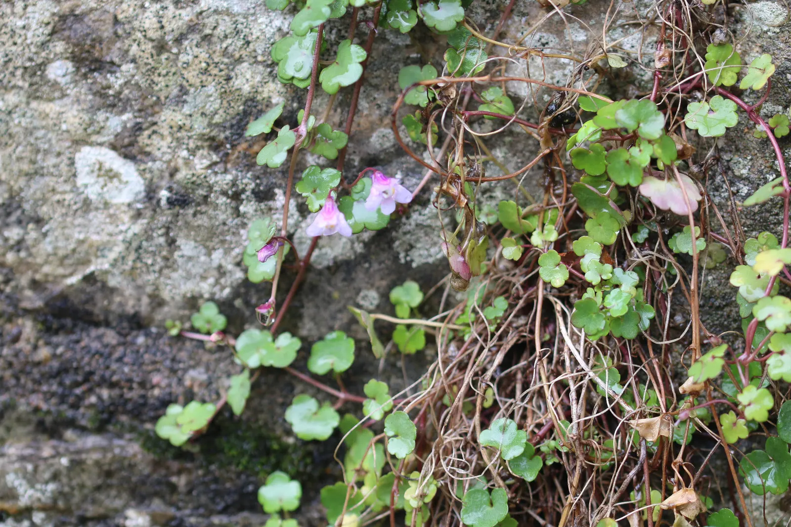 Kenilworth Ivy (Cymbalaria Muralis) — particularly in drier climates or seasons; it prefers well-draining soil rich in organic matter.<br><br>Due, image 76