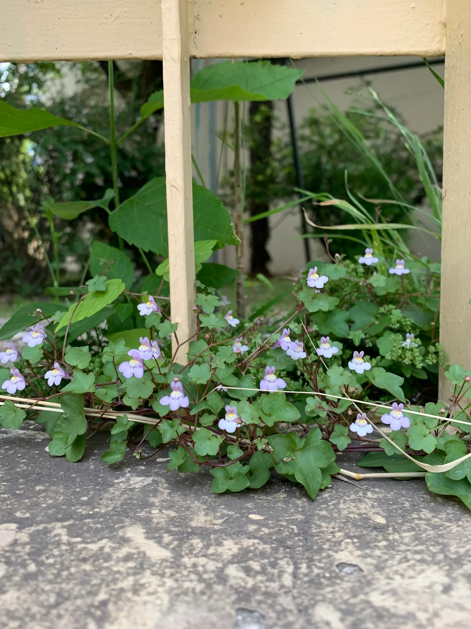 Kenilworth Ivy (Cymbalaria Muralis) — filling spaces between stepping stones