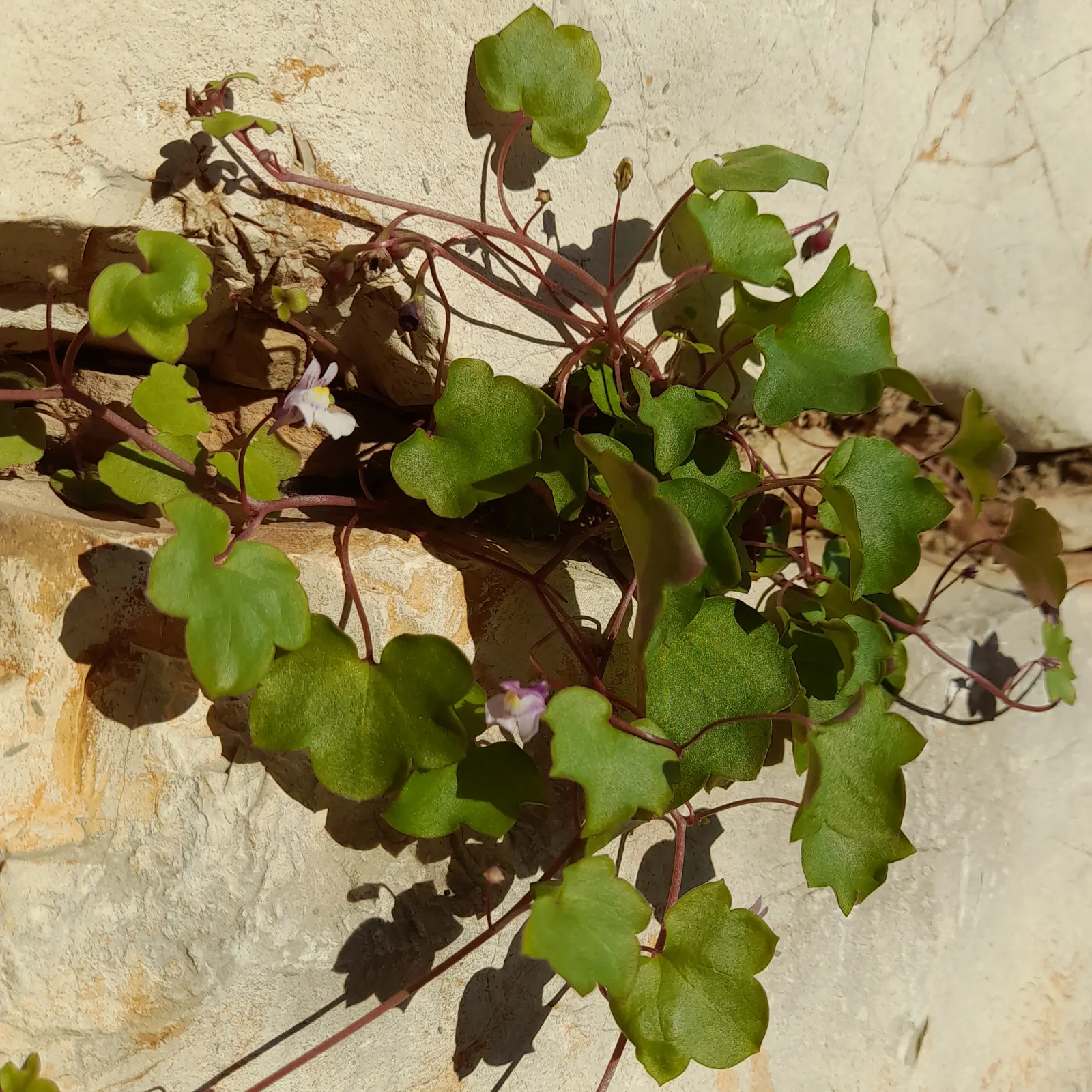 Kenilworth Ivy (Cymbalaria Muralis) — this vining plant is famed for its petite; scientifically known as Cymbalaria muralis