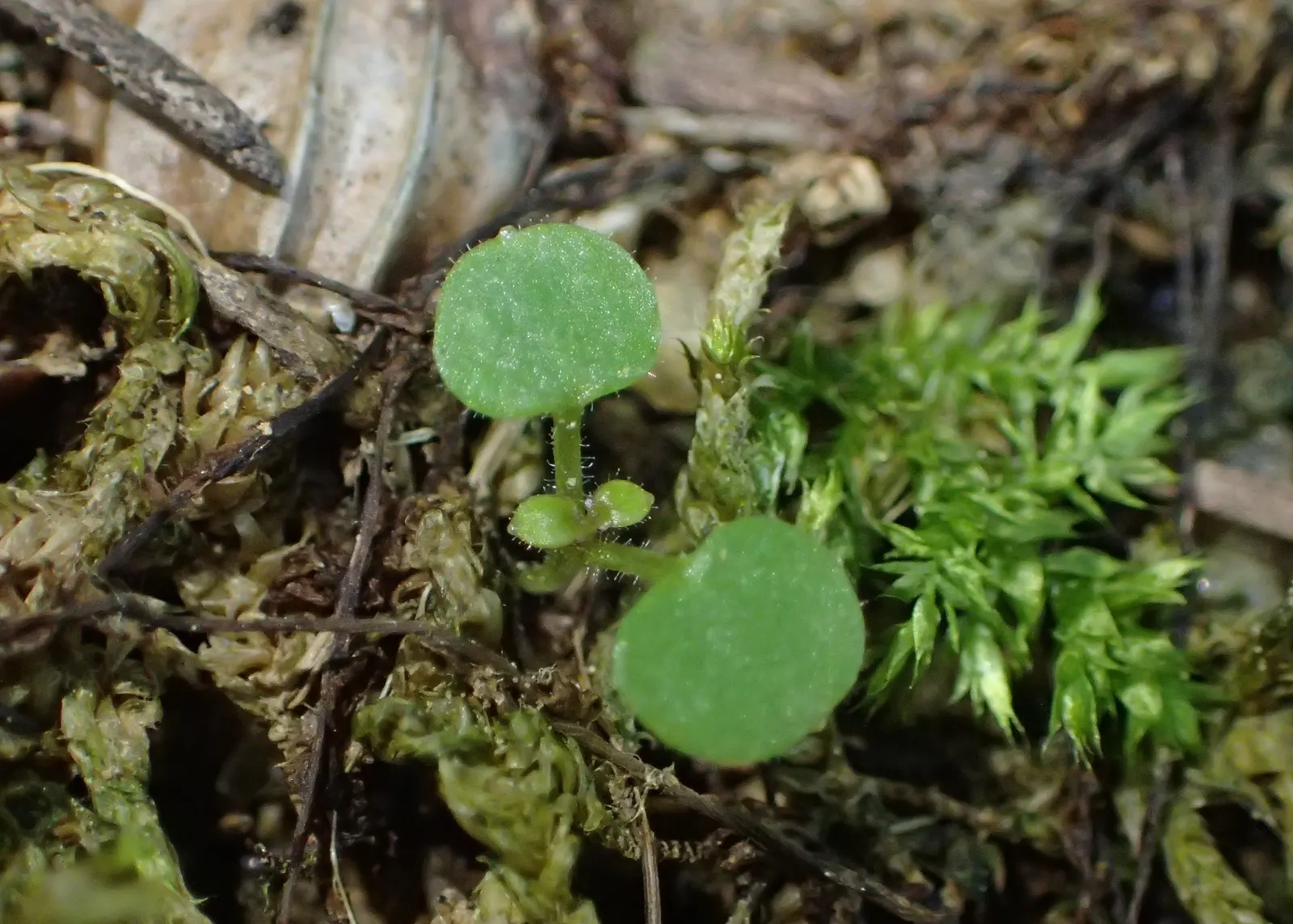 Kenilworth Ivy (Cymbalaria Muralis) — Each flower spans approximately 0.5 inches in diameter.<br><br>As a low-growing ground cover; is a charming, image 121