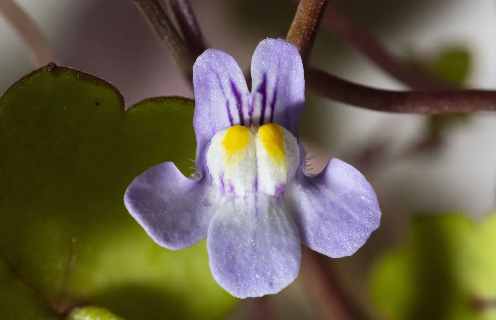 Kenilworth Ivy (Cymbalaria Muralis) — Kenilworth Ivy reaches only about 2 to 3 inches in height but can spread quite extensively, image 41