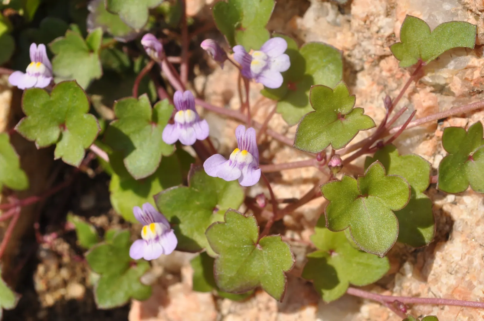 Kenilworth Ivy (Cymbalaria Muralis) — Kenilworth Ivy reaches only about 2 to 3 inches in height but can spread quite extensively
