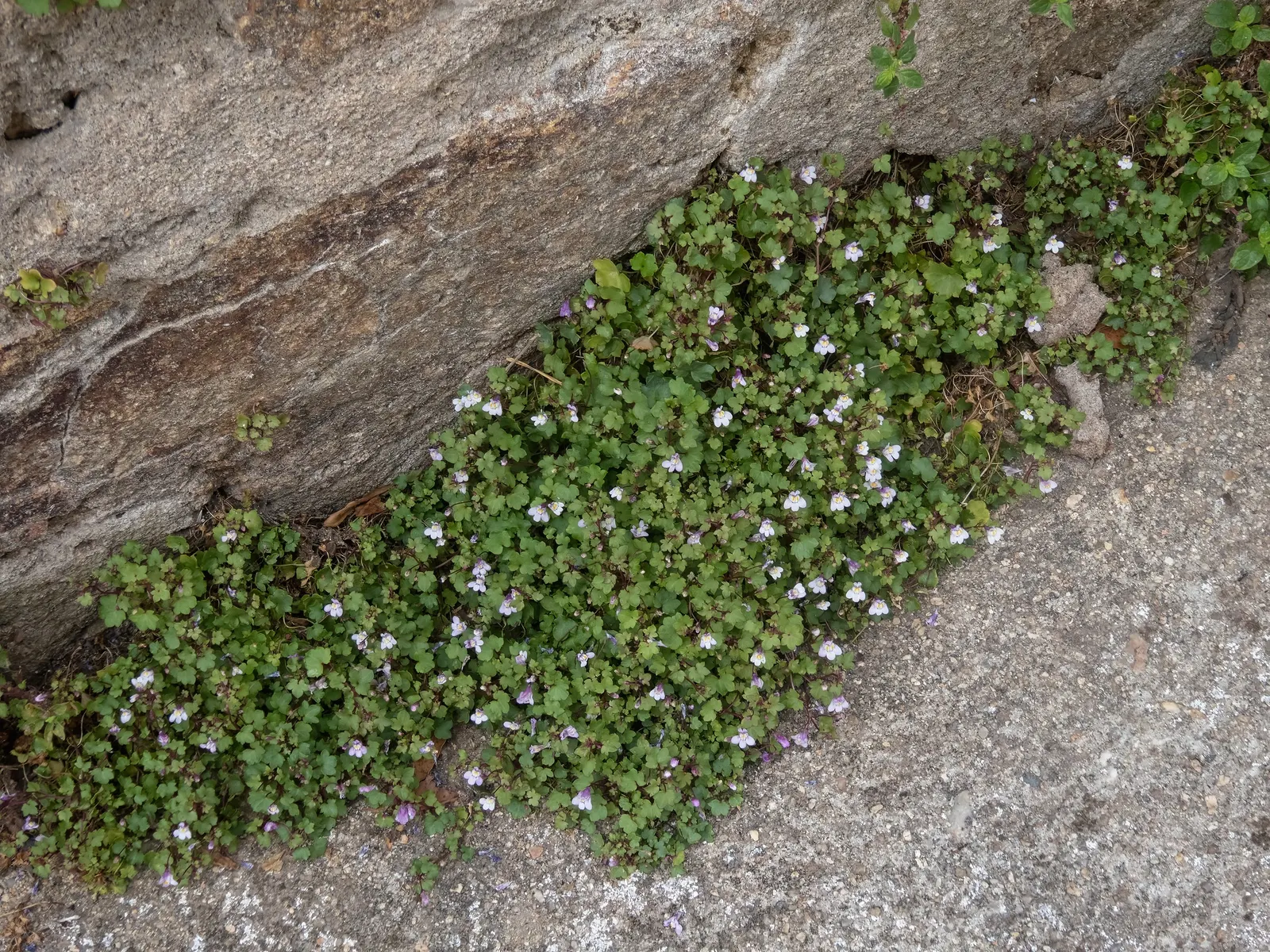Kenilworth Ivy (Cymbalaria Muralis) — Its prolific self-seeding nature makes it excellent for covering ground or spilling over walls; lavender and, image 58