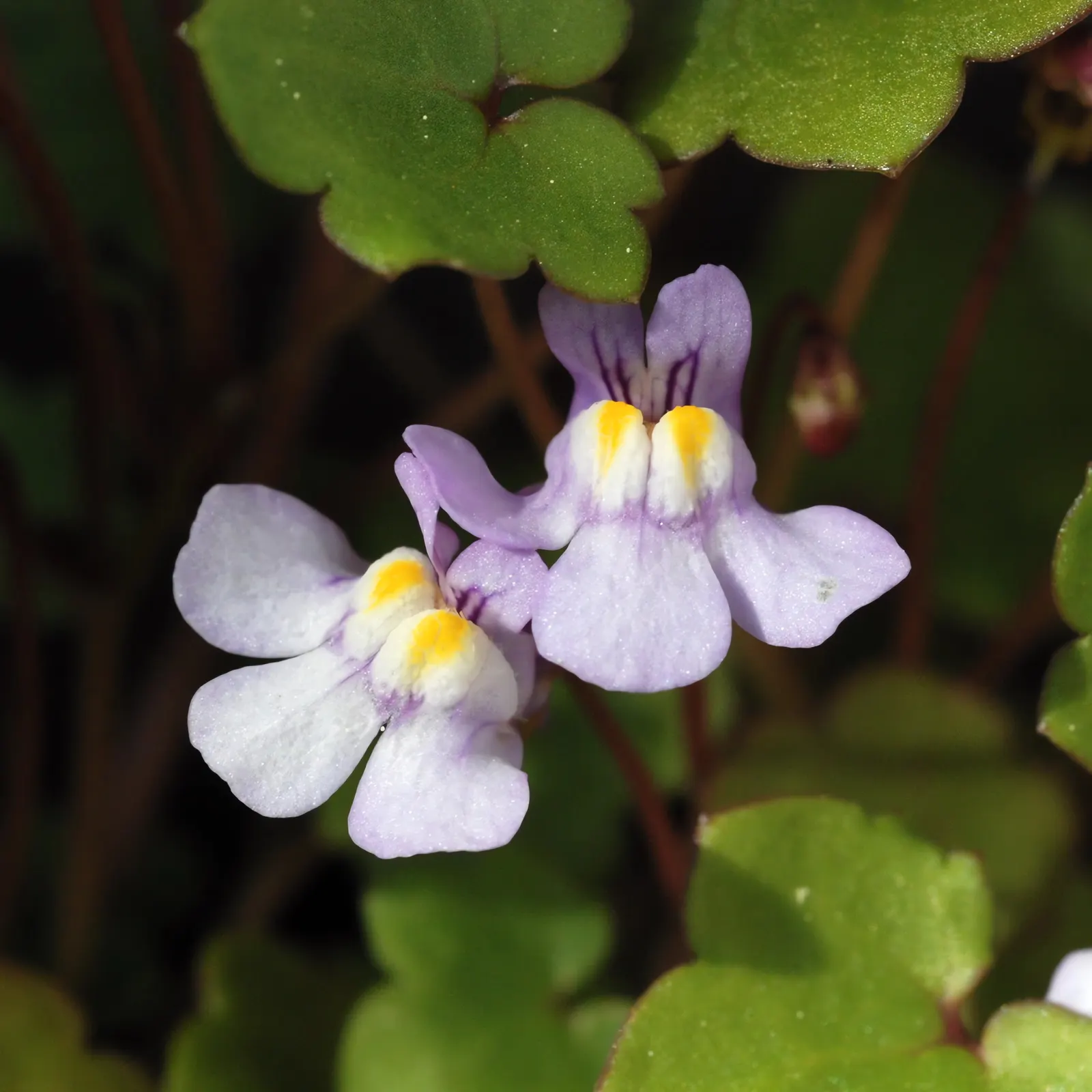 Kenilworth Ivy (Cymbalaria Muralis) — Kenilworth Ivy reaches only about 2 to 3 inches in height but can spread quite extensively, image 95