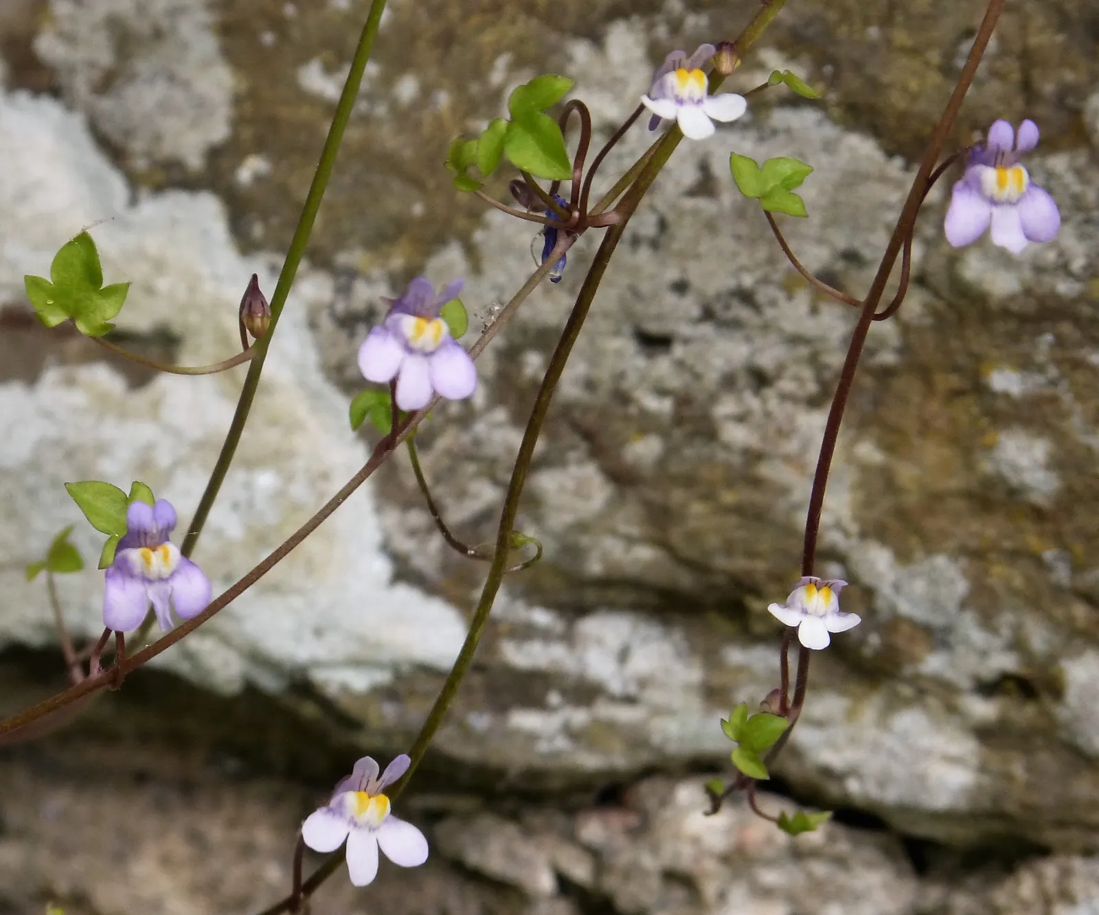 Kenilworth Ivy (Cymbalaria Muralis) — fairy-tale-like ground cover with minimal maintenance, image 59