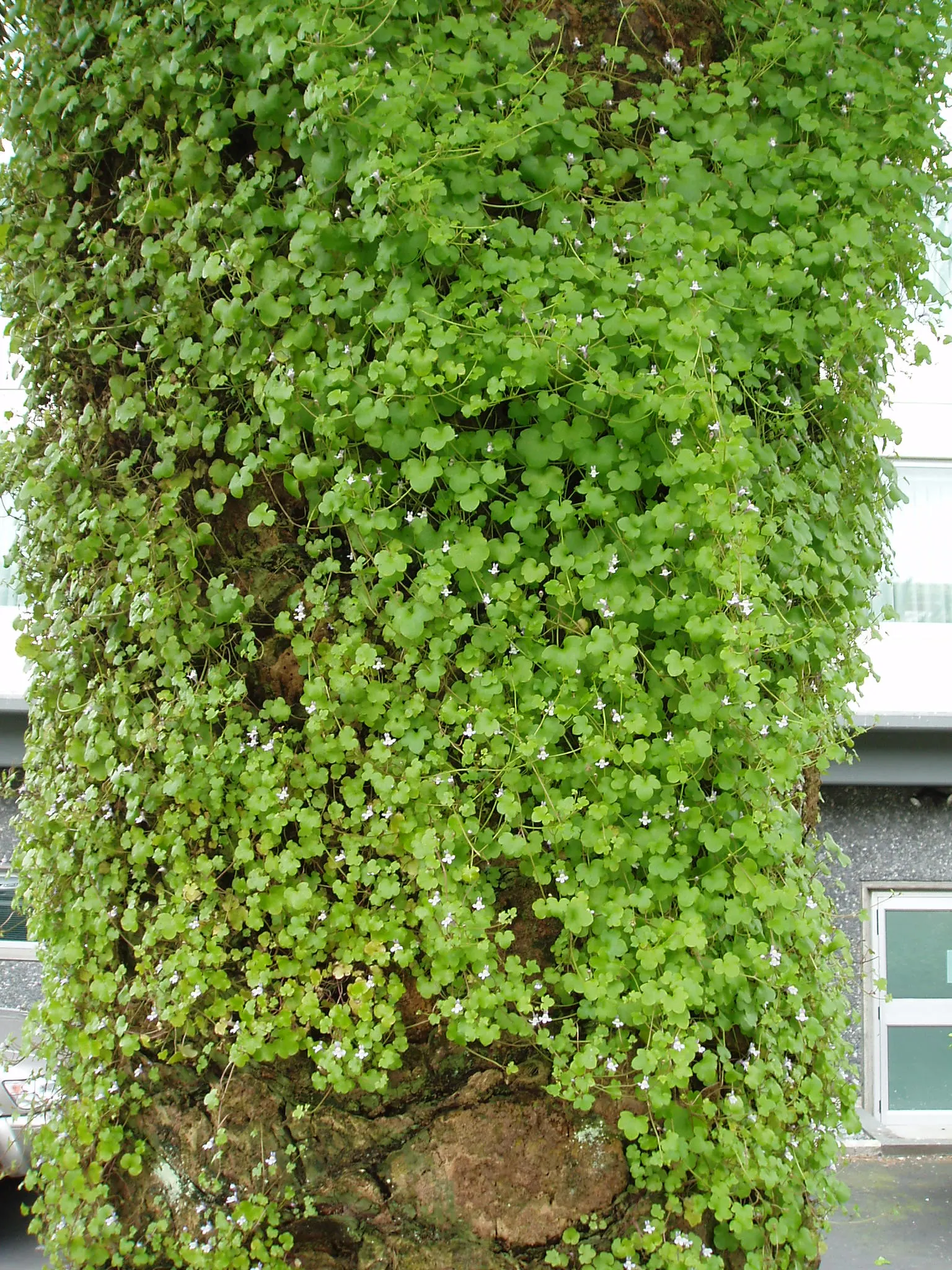 Kenilworth Ivy (Cymbalaria Muralis) — snapdragon-like flowers; the blooms are a subtle shade of lilac with intricate yellow and purple markings, image 120